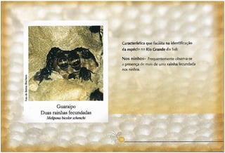 Abelhas sem ferrão no RS