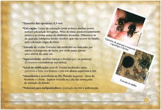 Abelhas sem ferrão no RS