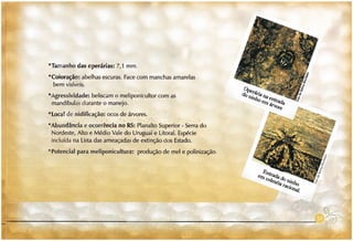 Abelhas sem ferrão no RS