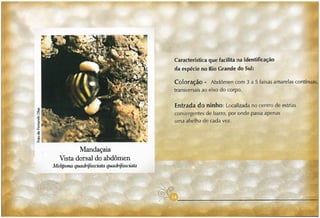 Abelhas sem ferrão no RS