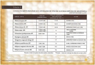 Abelhas sem ferrão no RS