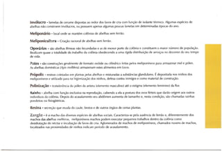 Abelhas sem ferrão no RS