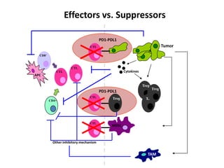 Effectors vs. Suppressors

                                       PD1-PDL1
                                CTL                                           Tumor
  CD8+



                     CTL
            CTL                                     Cytokines
APC

                                                                Treg
                                                                       Treg
                                       PD1-PDL1
                                CTL          Treg
         CD4+
                                                                  Treg




                                CTL
                                            MDSC



          Other inhibitory mechanism


                                                                   TAM
 