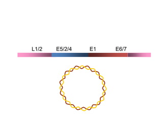 L1/2   E5/2/4   E1   E6/7
 