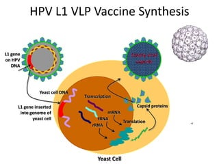 HPV L1 VLP Vaccine Synthesis


L1 gene                                             Empty viral
on HPV                                               capsids
   DNA




                Yeast cell DNA
                                 Transcription

      L1 gene inserted                                Capsid proteins
       into genome of                     mRNA
             yeast cell               tRNA
                                               Translation
                                    rRNA




                                       Yeast Cell
 