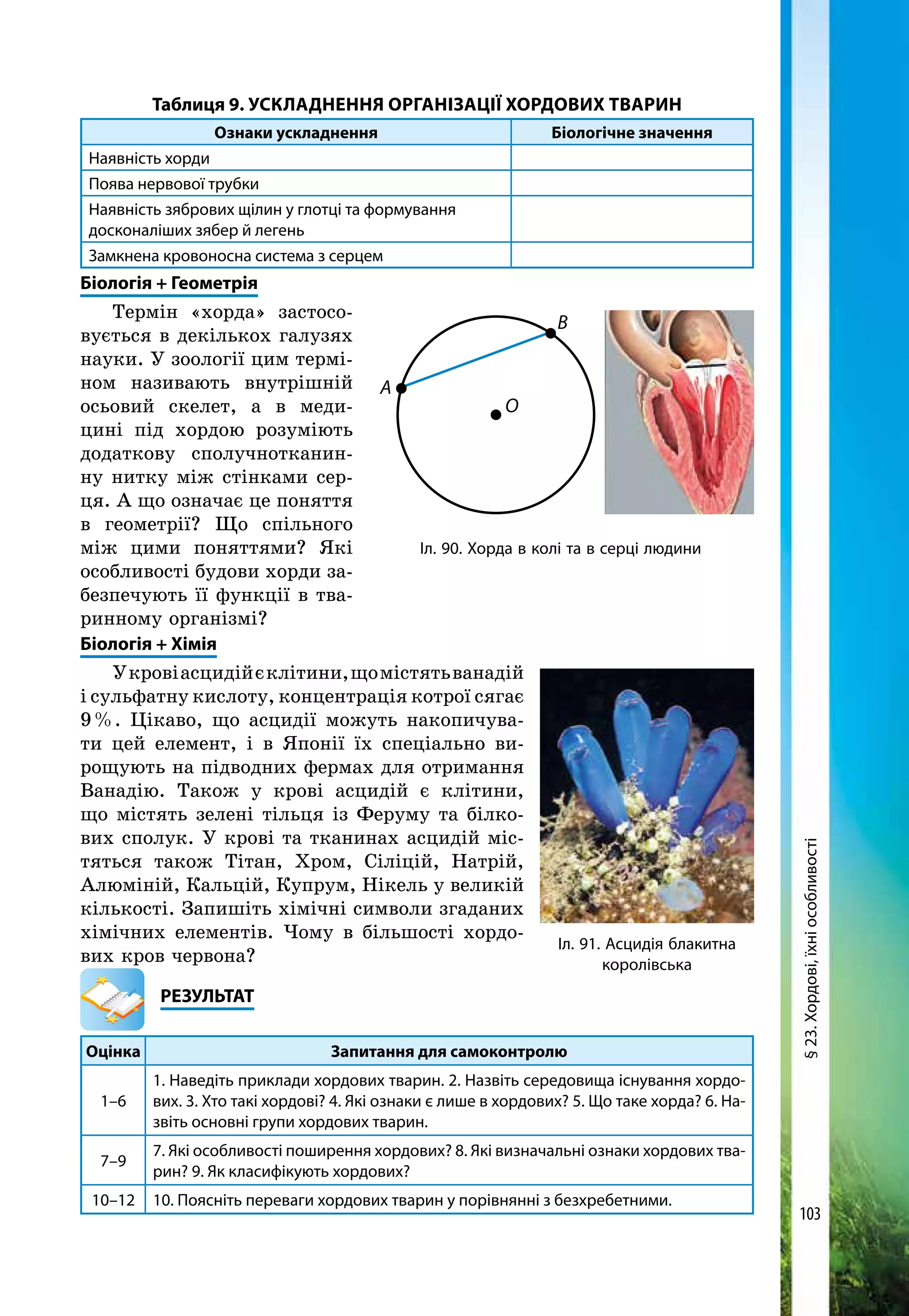 103
Таблиця 9. Ускладнення організації хордових тварин
Ознаки ускладнення Біологічне значення
Наявність хорди
Поява нервової трубки
Наявність зябрових щілин у глотці та формування
досконаліших зябер й легень
Замкнена кровоносна система з серцем
Біологія + Геометрія
Термін «хорда» застосо-
вується в декількох галузях
науки. У зоології цим термі-
ном називають внутрішній
осьовий скелет, а в меди-
цині під хордою розуміють
додаткову сполучнотканин-
ну нитку між стінками сер-
ця. А що означає це поняття
в геометрії? Що спільного
між цими поняттями? Які
особливості будови хорди за-
безпечують її функції в тва-
ринному організмі?
Біологія + Хімія
Укровіасцидійєклітини,щомістятьванадій
і сульфатну кислоту, концентрація котрої сягає
9 %. Цікаво, що асцидії можуть накопичува-
ти цей елемент, і в Японії їх спеціально ви-
рощують на підводних фермах для отримання
Ванадію. Також у крові асцидій є клітини,
що містять зелені тільця із Феруму та білко-
вих сполук. У крові та тканинах асцидій міс­
тяться також Тітан, Хром, Сіліцій, Натрій,
Алюміній, Кальцій, Купрум, Нікель у великій
кількості. Запишіть хімічні символи згаданих
хімічних елементів. Чому в більшості хордо-
вих кров червона?
	РЕЗУЛЬТАТ
Оцінка Запитання для самоконтролю
1–6
1. Наведіть приклади хордових тварин. 2. Назвіть середовища існування хордо-
вих. 3. Хто такі хордові? 4. Які ознаки є лише в хордових? 5. Що таке хорда? 6. На­
звіть основні групи хордових тварин.
7–9
7. Які особливості поширення хордових? 8. Які визначальні ознаки хордових тва-
рин? 9. Як класифікують хордових?
10–12 10. Поясніть переваги хордових тварин у порівнянні з безхребетними.
А
В
O
Іл. 90. Хорда в колі та в серці людини
Іл. 91. Асцидія блакитна
королівська
§23.Хордові,їхніособливості
 