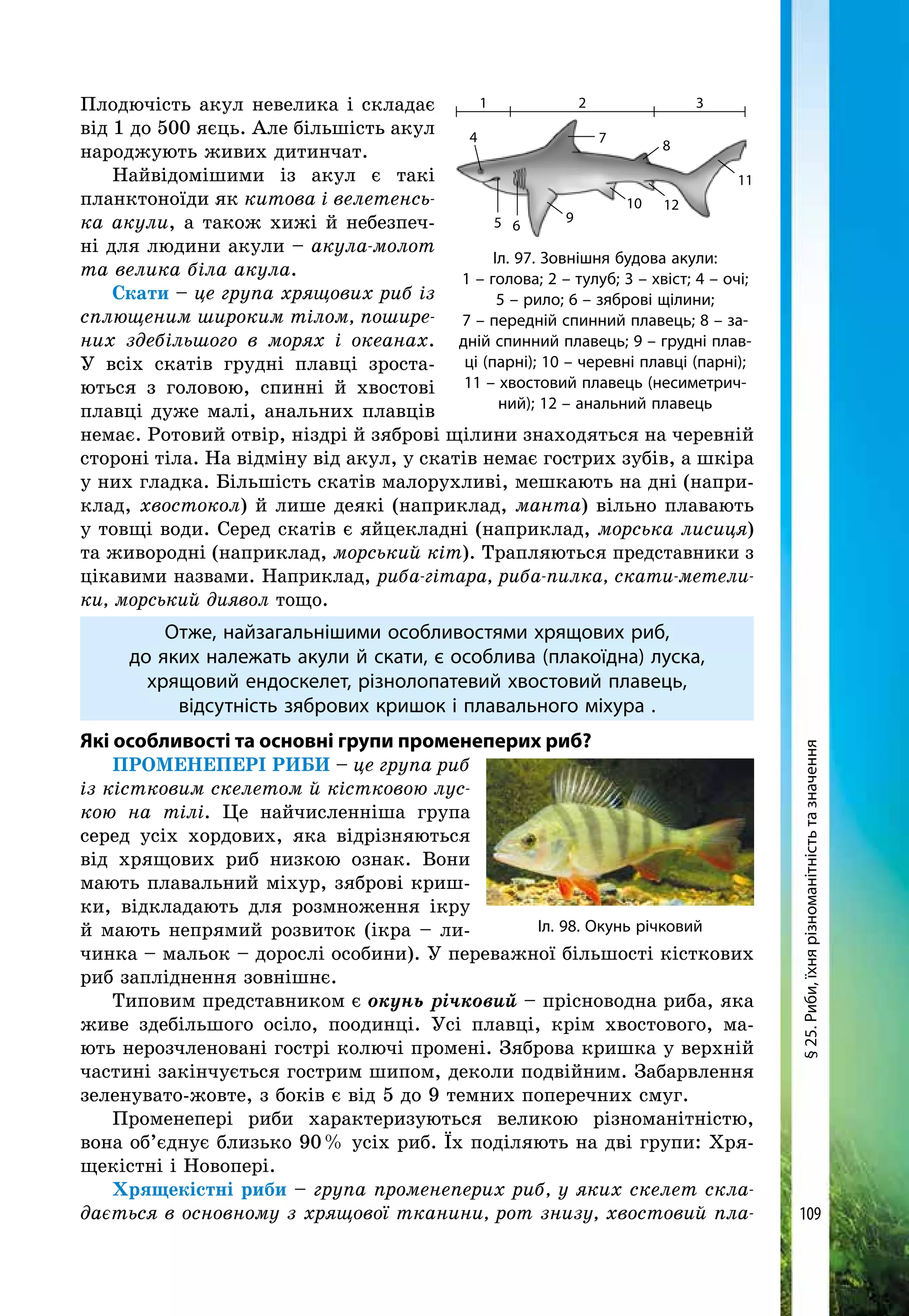 109
Плодючість акул невелика і складає
від 1 до 500 яєць. Але більшість акул
народжують живих дитинчат.
Найвідомішими із акул є такі
планктоноїди як китова і велетенсь-
ка акули, а також хижі й небезпеч-
ні для людини акули – акула-молот
та велика біла акула.
Скати – це група хрящових риб із
сплющеним широким тілом, пошире-
них здебільшого в морях і океанах.
У всіх скатів грудні плавці зроста-
ються з головою, спинні й хвостові
плавці дуже малі, анальних плавців
немає. Ротовий отвір, ніздрі й зяброві щілини знаходяться на черевній
стороні тіла. На відміну від акул, у скатів немає гострих зубів, а шкіра
у них гладка. Більшість скатів малорухливі, мешкають на дні (напри-
клад, хвостокол) й лише деякі (наприклад, манта) вільно плавають
у товщі води. Серед скатів є яйцекладні (наприклад, морська лисиця)
та живородні (наприклад, морський кіт). Трапляються представники з
цікавими наз­вами. Наприклад, риба-гітара, риба-пилка, скати-метели-
ки, морський диявол тощо.
Отже, найзагальнішими особливостями хрящових риб,
до яких належать акули й скати, є особлива (плакоїдна) луска,
хрящовий ендоскелет, різнолопатевий хвостовий плавець,
відсутність зябрових кришок і плавального міхура .
Які особливості та основні групи променеперих риб?
Променепері РИБИ – це група риб
із кістковим скелетом й кістковою лус­
кою на тілі. Це найчисленніша група
серед усіх хордових, яка відрізняються
від хрящових риб низкою ознак. Вони
мають плавальний міхур, зяброві криш-
ки, відкладають для розмноження ікру
й мають непрямий розвиток (ікра – ли-
чинка – мальок – дорослі особини). У переважної більшості кісткових
риб запліднення зовнішнє.
Типовим представником є окунь річковий – прісноводна риба, яка
живе здебільшого осіло, поодинці. Усі плавці, крім хвостового, ма-
ють нерозчленовані гострі колючі промені. Зяброва кришка у верхній
час­тині закінчується гострим шипом, деколи подвійним. Забарвлення
зеленувато-жовте, з боків є від 5 до 9 темних поперечних смуг.
Променепері риби характеризуються великою різноманітністю,
вона об’єднує близько 90 % усіх риб. Їх поділяють на дві групи: Хря-
щекістні і Новопері.
Хрящекістні риби – група променеперих риб, у яких скелет скла-
дається в основному з хрящової тканини, рот знизу, хвостовий пла-
Іл. 97. Зовнішня будова акули:
1 – голова; 2 – тулуб; 3 – хвіст; 4 – очі;
5 – рило; 6 – зяброві щілини;
7 – передній спинний плавець; 8 – за-
дній спинний плавець; 9 – грудні плав-
ці (парні); 10 – черевні плавці (парні);
11 – хвостовий плавець (несиметрич-
ний); 12 – анальний плавець
1
4
5 6
9
7
10 12
8
11
2 3
Іл. 98. Окунь річковий
§25.Риби,їхнярізноманітністьтазначення
 