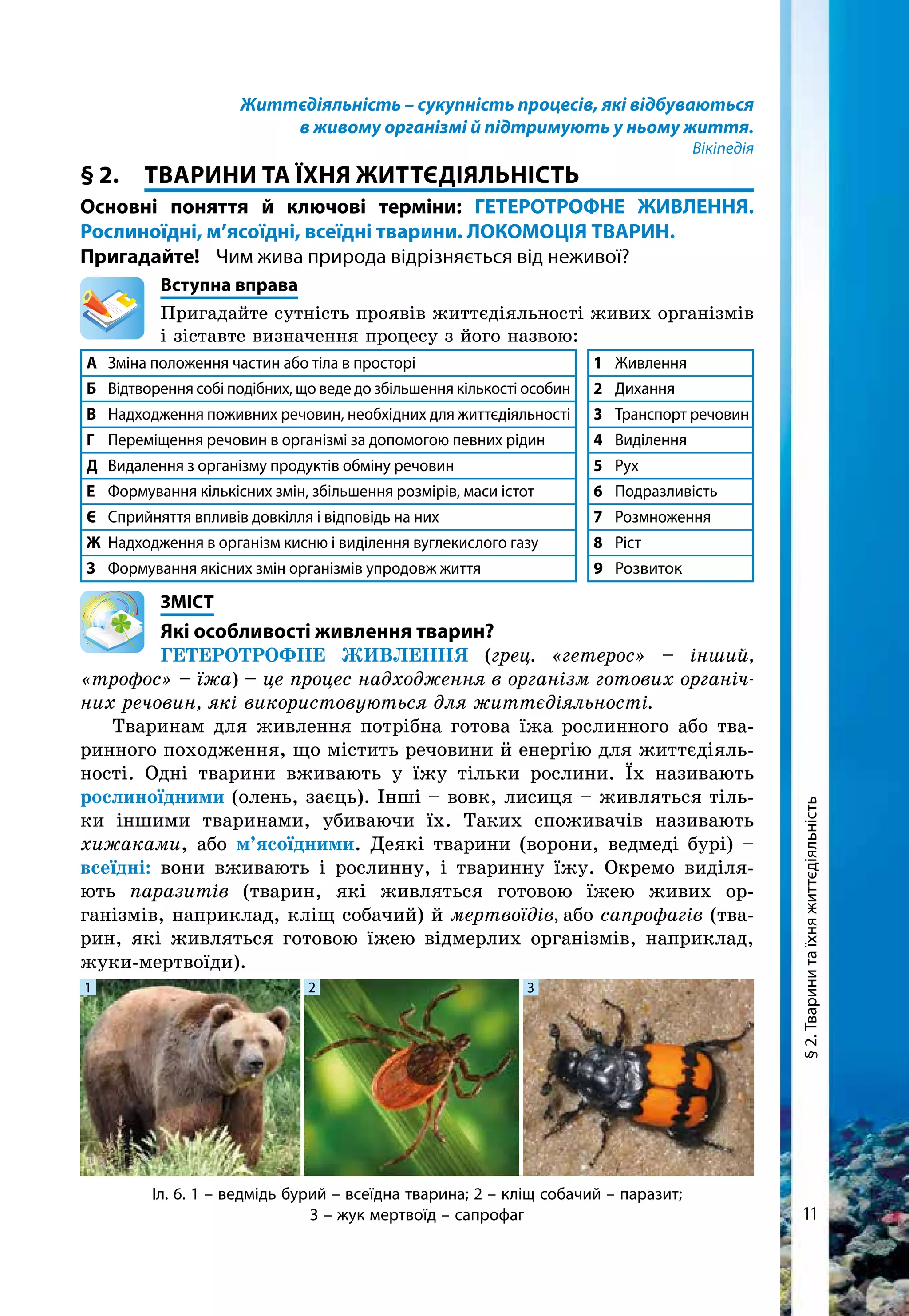 11
§2.Тваринитаїхняжиттєдіяльність
Життєдіяльність – сукупність процесів, які відбуваються
в живому організмі й підтримують у ньому життя.
Вікіпедія
§ 2.	ТВАРИНИ ТА Їхня ЖИТТЄДІЯЛЬНІСТЬ
Основні поняття й ключові терміни: ГЕТЕРОТРОФНЕ ЖИВЛЕННЯ.
Рослиноїдні, м’ясоїдні, всеїдні тварини. ЛОКОМОЦІЯ ТВАРИН.
Пригадайте!	 Чим жива природа відрізняється від неживої?
	 Вступна вправа
Пригадайте сутність проявів життєдіяльності живих організмів
і зіставте визначення процесу з його назвою:
А	Зміна положення частин або тіла в просторі 1	 Живлення
Б	 Відтворення собі подібних, що веде до збільшення кількості особин 2	 Дихання
В	 Надходження поживних речовин, необхідних для життєдіяльності 3	 Транспорт речовин
Г	 Переміщення речовин в організмі за допомогою певних рідин 4	 Виділення
Д	 Видалення з організму продуктів обміну речовин 5	 Рух
Е	 Формування кількісних змін, збільшення розмірів, маси істот 6	 Подразливість
Є	 Сприйняття впливів довкілля і відповідь на них 7	 Розмноження
Ж	 Надходження в організм кисню і виділення вуглекислого газу 8	 Ріст
З	 Формування якісних змін організмів упродовж життя 9	Розвиток
	ЗМІСТ
	 Які особливості живлення тварин?
Гетеротрофне живлення (грец. «гетерос» – інший,
«трофос» – їжа) – це процес надходження в організм го­тових органіч-
них ре­човин, які використовуються для життєдіяльності.
Тваринам для живлення потрібна готова їжа рослинного або тва-
ринного похо­дження, що містить речовини й енергію для життєдіяль-
ності. Одні тварини вживають у їжу тільки рослини. Їх називають
рослиноїдними (олень, заєць). Інші – вовк, лисиця – живляться тіль-
ки іншими тваринами, убиваючи їх. Таких споживачів називають
хижаками, або м’ясоїдними. Деякі тварини (ворони, ведмеді бурі) –
всеїдні: вони вживають і рослинну, і тваринну їжу. Окремо виділя-
ють паразитів (тварин, які живляться готовою їжею живих ор-
ганізмів, наприклад, кліщ собачий) й мертвоїдів, або сапрофагів (тва-
рин, які живляться готовою їжею відмерлих організмів, наприклад,
жуки-мертвоїди).
Іл. 6. 1 – ведмідь бурий – всеїдна тварина; 2 – кліщ собачий – паразит;
3 – жук мертвоїд – сапрофаг
1 2 3
 
