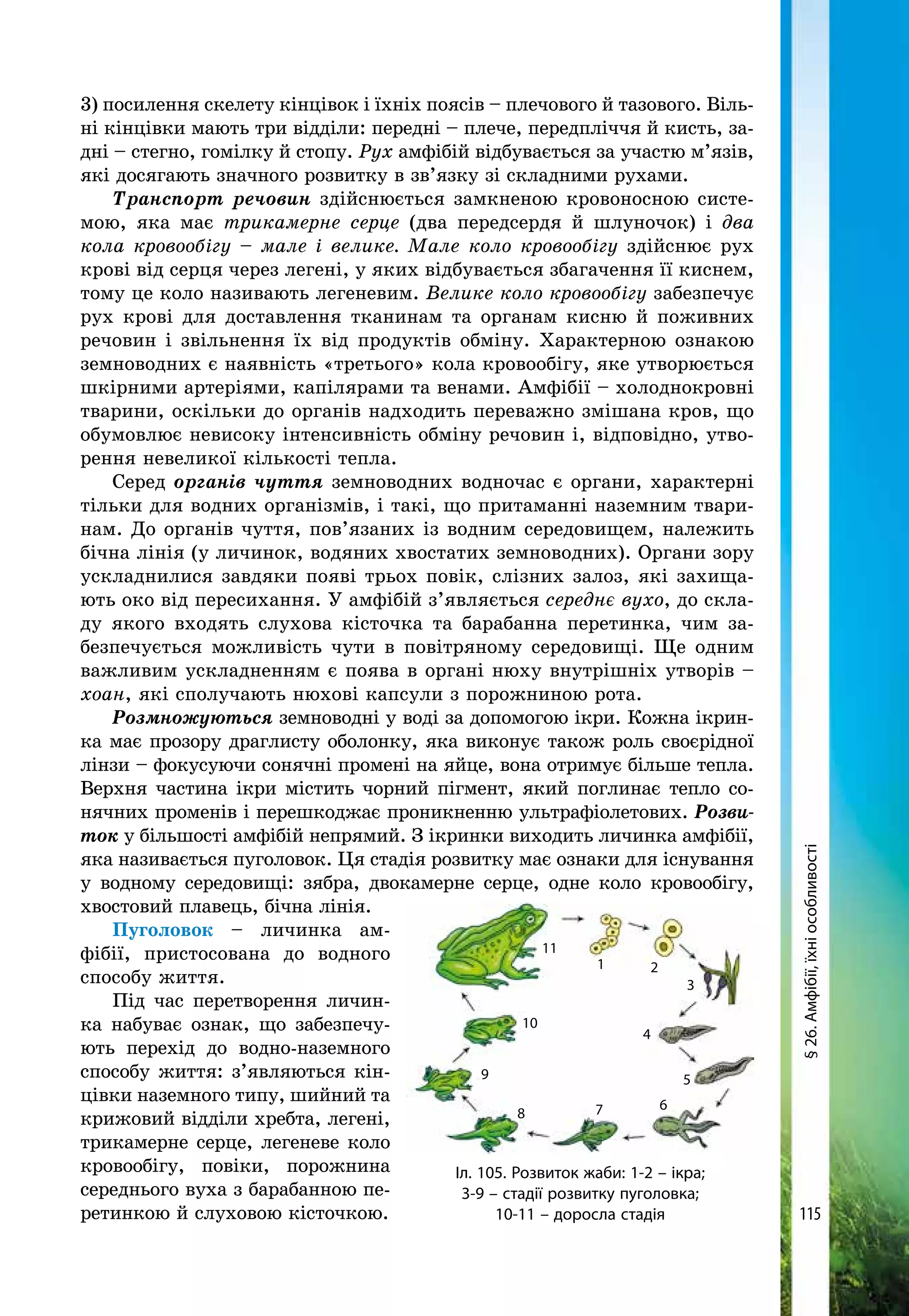 115
3) посилення скелету кінцівок і їхніх поясів – плечового й тазового. Віль-
ні кінцівки мають три відділи: передні – плече, передпліччя й кисть, за-
дні – стегно, гомілку й стопу. Рух амфібій відбувається за участю м’язів,
які досягають значного розвитку в зв’язку зі складними рухами.
Транспорт речовин здійснюється замкненою кровоносною систе-
мою, яка має трикамерне серце (два передсердя й шлуночок) і два
кола кровообігу – мале і велике. Мале коло кровообігу здійснює рух
крові від серця через легені, у яких відбувається збагачення її киснем,
тому це коло називають легеневим. Велике коло кровообігу забезпечує
рух крові для доставлення тканинам та органам кисню й поживних
речовин і звільнення їх від продуктів обміну. Характерною ознакою
земноводних є наявність «третього» кола кровообігу, яке утворюється
шкірними артеріями, капілярами та венами. Амфібії – холоднокровні
тварини, оскільки до органів надходить переважно змішана кров, що
обумовлює невисоку інтенсивність обміну речовин і, відповідно, утво-
рення невеликої кількості тепла.
Серед органів чуття земноводних водночас є органи, характерні
тільки для водних організмів, і такі, що притаманні наземним твари-
нам. До органів чуття, пов’язаних із водним середовищем, належить
бічна лінія (у личинок, водяних хвостатих земноводних). Органи зору
ускладнилися завдяки появі трьох повік, слізних залоз, які захища-
ють око від пересихання. У амфібій з’являється середнє вухо, до скла-
ду якого входять слухова кісточка та барабанна перетинка, чим за­
безпечується можливість чути в повітряному середовищі. Ще одним
важливим ускладненням є поява в органі нюху внутрішніх утворів –
хоан, які сполучають нюхові капсули з порожниною рота.
Розмножуються земноводні у воді за допомогою ікри. Кожна ікрин-
ка має прозору драглисту оболонку, яка виконує також роль своєрідної
лінзи – фокусуючи сонячні промені на яйце, вона отримує більше тепла.
Верхня частина ікри містить чорний пігмент, який поглинає тепло со-
нячних променів і перешкоджає проникненню ультрафіолетових. Розви-
ток у більшості амфібій непрямий. З ікринки виходить личинка амфібії,
яка нази­вається пуголовок. Ця стадія розвитку має ознаки для існування
у водному середовищі: зябра, двокамерне серце, одне коло кровообігу,
хвостовий плавець, бічна лінія.
Пуголовок – личинка ам-
фібії, пристосована до водного
способу життя.
Під час перетворення личин-
ка набуває ознак, що забезпечу-
ють перехід до водно-наземного
способу жит­тя: з’являються кін-
цівки наземного типу, шийний та
крижовий відділи хребта, легені,
трикамерне серце, легеневе коло
кровообігу, пові­ки, порожнина
се­реднього вуха з барабанною пе-
ретинкою й слуховою кісточкою.
Іл. 105. Розвиток жаби: 1-2 – ікра;
3-9 – стадії розвитку пуголовка;
10-11 – доросла стадія
1
11
2
3
4
5
678
9
10
§26.Амфібії,їхніособливості
 
