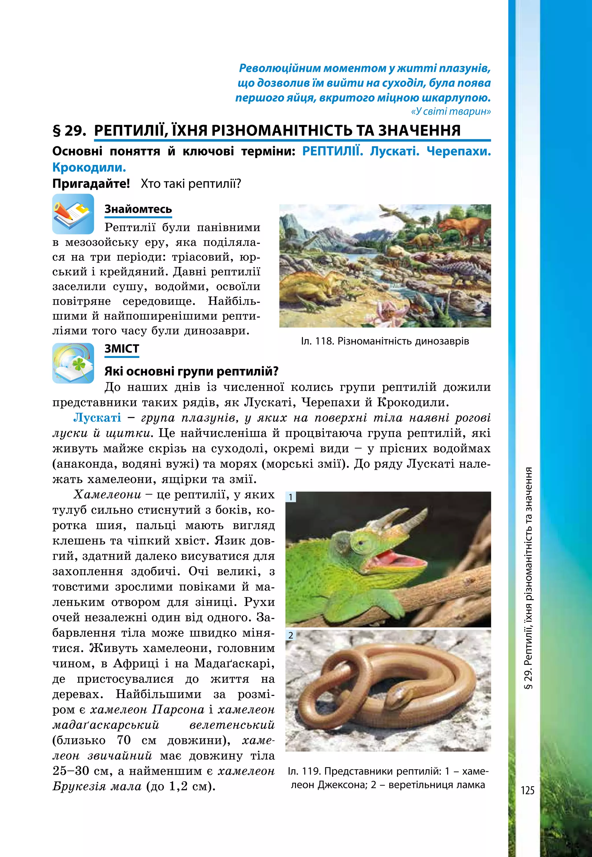 125
Революційним моментом у житті плазунів,
що дозволив їм вийти на суходіл, була поява
першого яйця, вкритого міцною шкарлупою.
«У світі тварин»
§ 29. 	РЕПТИЛІЇ, ЇХня РІЗНОМАНІТНІСТЬ ТА ЗНАЧЕННЯ
Основні поняття й ключові терміни: РЕПТИЛІЇ. Лускаті. Черепахи.
Крокодили.
Пригадайте! 	 Хто такі рептилії?
	Знайомтесь
Рептилії були панівними
в мезозойську еру, яка поділяла-
ся на три періоди: тріасовий, юр-
ський і крейдяний. Давні рептилії
заселили сушу, водойми, освоїли
повітряне середовище. Найбіль-
шими й най­поширенішими репти-
ліями того часу були динозаври.
	ЗМІСТ
	 Які основні групи рептилій?
До наших днів із численної колись групи рептилій дожили
представники таких рядів, як Лускаті, Черепахи й Крокодили.
Лускаті – група плазунів, у яких на поверхні тіла наявні рогові
луски й щитки. Це найчисленіша й процвітаюча група рептилій, які
живуть майже скрізь на суходолі, окремі види – у прісних водоймах
(анаконда, водяні вужі) та морях (морські змії). До ряду Лускаті нале-
жать хамелеони, ящірки та змії.
Хамелеони – це рептилії, у яких
тулуб сильно стиснутий з боків, ко-
ротка шия, пальці мають вигляд
клешень та чіпкий хвіст. Язик дов-
гий, здатний далеко висуватися для
захоплення здобичі. Очі великі, з
товстими зрослими повіками й ма-
леньким отвором для зіниці. Рухи
очей незалежні один від одного. За-
барвлення тіла може швидко міня-
тися. Живуть хамелеони, головним
чином, в Африці і на Мадаґаскарі,
де пристосувалися до життя на
деревах. Найбільшими за розмі­
ром є хамелеон Парсона і хаме­леон
мадаґаскарський велетенсь­кий
(близько 70 см довжини), хаме-
леон звичайний має довжину тіла
25–30 см, а найменшим є хамелеон
Брукезія мала (до 1,2 см).
Іл. 119. Представники рептилій: 1 – хаме-
леон Джексона; 2 – веретільниця ламка
1
2
Іл. 118. Різноманітність динозаврів
§29.Рептилії,їхнярізноманітністьтазначення
 