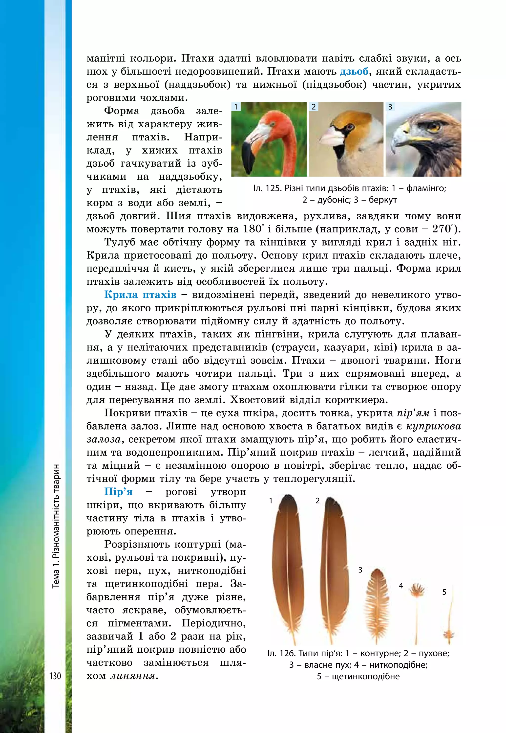 Тема1.Різноманітністьтварин
130
манітні кольори. Птахи здатні вловлювати навіть слабкі звуки, а ось
нюх у більшості недорозвинений. Птахи мають дзьоб, який складаєть-
ся з верхньої (наддзьобок) та нижньої (піддзьобок) частин, укритих
роговими чохлами.
Форма дзьоба зале-
жить від характеру жив-
лення птахів. Напри-
клад, у хижих птахів
дзьоб гачкуватий із зуб-
чиками на наддзьобку,
у птахів, які дістають
корм з води або землі, –
дзьоб довгий. Шия птахів видовжена, рухлива, завдяки чому вони
можуть повертати голову на 180° і більше (наприклад, у сови – 270°).
Тулуб має обтічну форму та кінцівки у вигляді крил і задніх ніг.
Крила пристосовані до польоту. Основу крил птахів складають плече,
передпліччя й кисть, у якій збереглися лише три пальці. Форма крил
птахів залежить від особливостей їх польоту.
Крила птахів – видозмінені передй, зведений до невеликого утво-
ру, до якого прикріплюються рульові пні парні кінцівки, будова яких
дозволяє створювати підйомну силу й здатність до польоту.
У деяких птахів, таких як пінгвіни, крила слугують для плаван-
ня, а у нелітаючих представників (страуси, казуари, ківі) крила в за-
лишковому стані або відсутні зовсім. Птахи – двоногі тварини. Ноги
здебільшого мають чотири пальці. Три з них спрямовані вперед, а
один – назад. Це дає змогу птахам охоплювати гілки та створює опору
для пересування по землі. Хвостовий відділ короткиера.
Покриви птахів – це суха шкіра, досить тонка, укрита пір’ям і поз-
бавлена залоз. Лише над основою хвоста в багатьох видів є куприкова
залоза, секретом якої птахи змащують пір’я, що робить його еластич-
ним та водонепроникним. Пір’яний покрив птахів – легкий, надійний
та міцний – є незамінною опорою в повітрі, зберігає тепло, надає об-
тічної форми тілу та бере участь у теплорегуляції.
Пір’я – рогові утвори
шкіри, що вкривають більшу
частину тіла в птахів і утво-
рюють оперення.
Розрізняють контурні (ма-
хові, рульові та покривні), пу-
хові пера, пух, ниткоподібні
та щетинкоподібні пера. За-
барвлення пір’я дуже різне,
часто яскраве, обумовлюєть-
ся пігментами. Періодично,
зазвичай 1 або 2 рази на рік,
пір’яний покрив повністю або
частково замінюється шля-
хом линяння.
Іл. 126. Типи пір’я: 1 – контурне; 2 – пухове;
3 – власне пух; 4 – ниткоподібне;
5 – щетинкоподібне
1 2
3
4
5
Іл. 125. Різні типи дзьобів птахів: 1 – фламінго;
2 – дубоніс; 3 – беркут
1 2 3
 