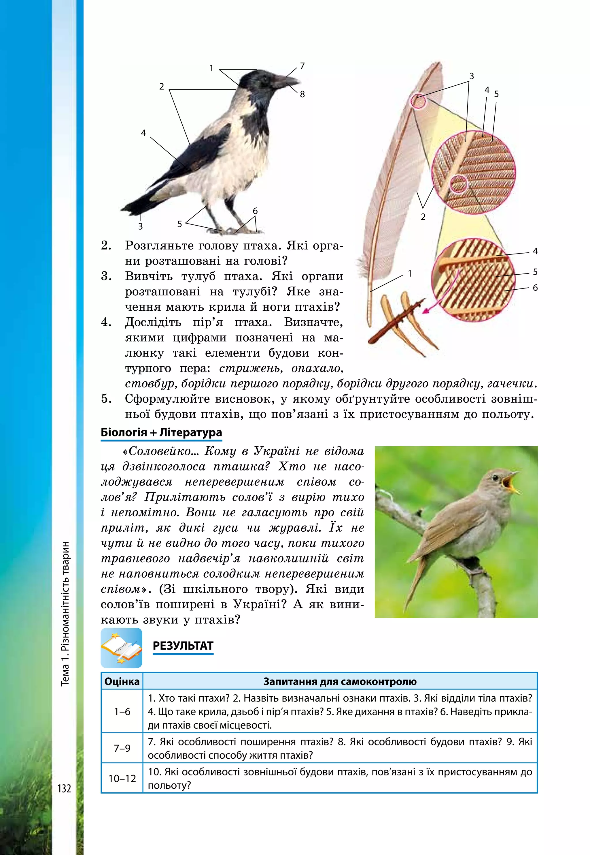 Тема1.Різноманітністьтварин
132
2. 	 Розгляньте голову птаха. Які орга-
ни розташовані на голові?
3. 	Вивчіть тулуб птаха. Які органи
розташовані на тулубі? Яке зна-
чення мають крила й ноги птахів?
4. 	Дослідіть пір’я птаха. Визначте,
якими цифрами позначені на ма-
люнку такі елементи будови кон-
турного пера: стрижень, опахало,
стовбур, борідки першого порядку, борідки другого порядку, гачечки.
5. 	 Сформулюйте висновок, у якому обґрунтуйте особливості зовніш-
ньої будови птахів, що пов’язані з їх пристосуванням до по­льоту.
Біологія + Література
«Соловейко... Кому в Україні не відома
ця дзвінкоголоса пташка? Хто не насо-
лоджувався неперевершеним співом со-
лов’я? Прилітають солов’ї з вирію тихо
і непомітно. Вони не галасують про свій
приліт, як дикі гуси чи журавлі. Їх не
чути й не видно до того часу, поки тихого
травневого надвечір’я навколишній світ
не наповниться солодким неперевершеним
співом». (Зі шкільного твору). Які види
солов’їв поширені в Україні? А як вини-
кають звуки у птахів?
	РЕЗУЛЬТАТ
Оцінка Запитання для самоконтролю
1–6
1. Хто такі птахи? 2. Назвіть визначальні ознаки птахів. 3. Які відділи тіла птахів?
4. Що таке крила, дзьоб і пір’я птахів? 5. Яке дихання в птахів? 6. Наведіть прикла-
ди птахів своєї місцевості.
7–9
7. Які особливості поширення птахів? 8. Які особливості будови птахів? 9. Які
особливості способу життя птахів?
10–12
10. Які особливості зовнішньої будови птахів, пов’язані з їх пристосуванням до
польоту?
3
2
1
4
4
5
5
6
1
2
4
3 5
6
7
8
 