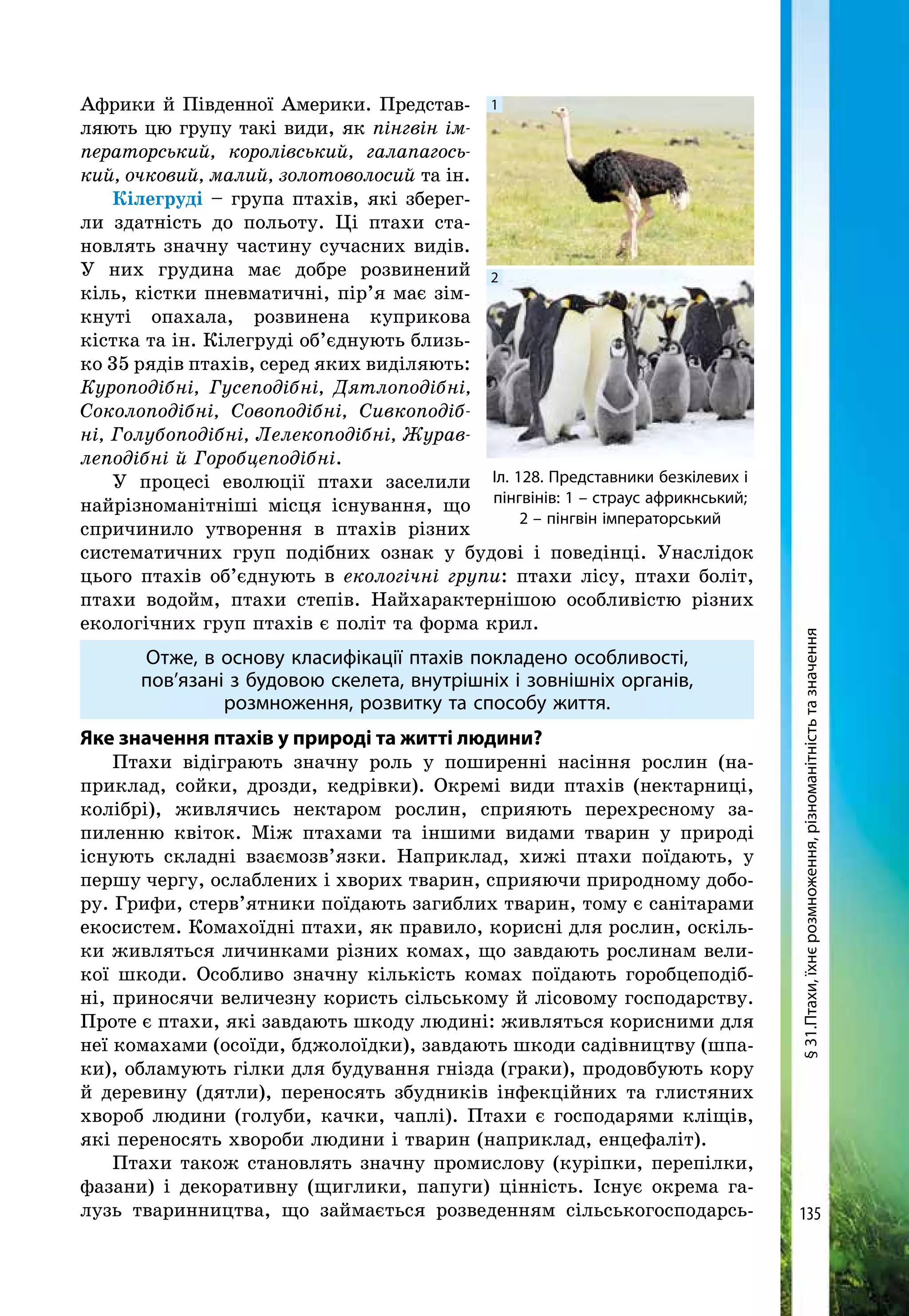 135
Африки й Південної Америки. Представ-
ляють цю групу такі види, як пінгвін ім-
ператорський, королівський, галапагось-
кий, очковий, малий, золотоволосий та ін.
Кілегруді – група птахів, які зберег-
ли здатність до польоту. Ці птахи ста-
новлять значну частину сучасних видів.
У них грудина має добре розвинений
кіль, кістки пневматичні, пір’я має зім-
кнуті опа­ха­ла, розвинена куприкова
кістка та ін. Кілегруді об’єднують близь-
ко 35 рядів птахів, серед яких виділяють:
Куроподібні, Гусе­подібні, Дятлоподібні,
Соколоподібні, Сово­подібні, Сивкоподіб-
ні, Голубоподібні, Лелеко­подібні, Журав-
леподібні й Горобцеподібні.
У процесі еволюції птахи заселили
найрізноманітніші місця існування, що
спричинило утворення в птахів різних
систематичних груп подібних ознак у будові і поведінці. Унаслідок
цього птахів об’єднують в екологічні групи: птахи лісу, птахи боліт,
птахи водойм, птахи степів. Найхарактернішою особливістю різних
екологічних груп птахів є політ та форма крил.
Отже, в основу класифікації птахів покладено особливості,
пов’язані з будовою скелета, внутрішніх і зовнішніх органів,
розмноження, розвитку та способу життя.
Яке значення птахів у природі та житті людини?
Птахи відіграють значну роль у поширенні насіння рослин (на-
приклад, сойки, дрозди, кедрівки). Окремі види птахів (нектарниці,
колібрі), живлячись нектаром рослин, сприяють перехресному за-
пиленню квіток. Між птахами та іншими видами тварин у природі
існують складні взаємозв’язки. Наприклад, хижі птахи поїдають, у
першу чергу, ослаблених і хворих тварин, сприяючи природному добо-
ру. Грифи, стерв’ятники поїдають загиблих тварин, тому є санітарами
екосистем. Комахоїдні птахи, як правило, корисні для рослин, оскіль-
ки живляться личинками різних комах, що завдають рослинам вели-
кої шкоди. Особливо значну кількість комах поїдають горобцеподіб-
ні, приносячи величезну користь сільському й лісовому господарству.
Проте є птахи, які завдають шкоду людині: живляться корисними для
неї комахами (осоїди, бджолоїдки), завдають шкоди садівництву (шпа-
ки), обламують гілки для будування гнізда (граки), продовбують кору
й деревину (дятли), переносять збудників інфекційних та глистяних
хвороб людини (голуби, качки, чаплі). Птахи є господарями кліщів,
які переносять хвороби людини і тварин (наприклад, енцефаліт).
Птахи також становлять значну промислову (куріпки, перепілки,
фазани) і декоративну (щиглики, папуги) цінність. Існує окрема га-
лузь тваринництва, що займається розведенням сільськогосподарсь-
Іл. 128. Представники безкілевих і
пінгвінів: 1 – страус африкнський;
2 – пінгвін імператорський
1
2
§31.Птахи,їхнєрозмноження,різноманітністьтазначення
 