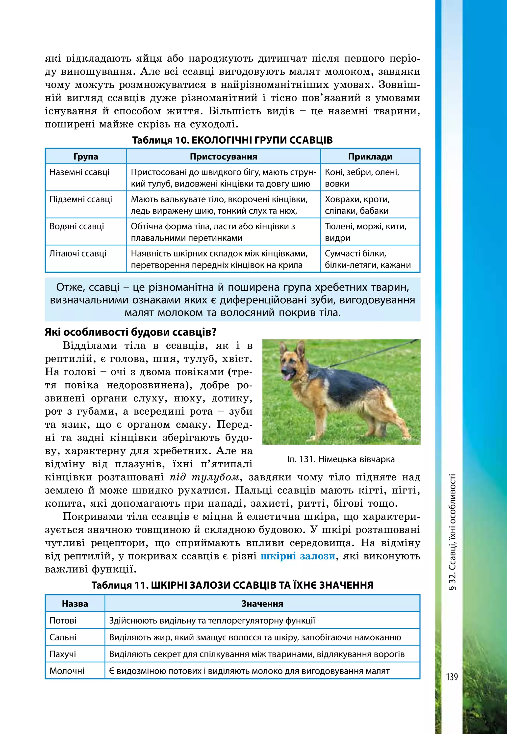 139
які відкладають яйця або народжують дитинчат після певного періо-
ду виношування. Але всі ссавці вигодовують малят молоком, завдяки
чому можуть розмножуватися в найрізноманітніших умовах. Зовніш-
ній вигляд ссавців дуже різноманітний і тісно пов’язаний з умовами
існування й способом життя. Більшість видів – це наземні тварини,
поширені майже скрізь на суходолі.
Таблиця 10. Екологічні групи ссавців
Група Пристосування Приклади
Наземні ссавці Пристосовані до швидкого бігу, мають струн-
кий тулуб, видовжені кінцівки та довгу шию
Коні, зебри, олені,
вовки
Підземні ссавці Мають валькувате тіло, вкорочені кінцівки,
ледь виражену шию, тонкий слух та нюх,
Ховрахи, кроти,
сліпаки, бабаки
Водяні ссавці Обтічна форма тіла, ласти або кінцівки з
плавальними перетинками
Тюлені, моржі, кити,
видри
Літаючі ссавці Наявність шкірних складок між кінцівками,
перетворення передніх кінцівок на крила
Сумчасті білки,
білки-летяги, кажани
Отже, ссавці – це різноманітна й поширена група хребетних тварин,
визначальними ознаками яких є диференційовані зуби, вигодовування
малят молоком та волосяний покрив тіла.
Які особливості будови ссавців?
Відділами тіла в ссавців, як і в
рептилій, є голова, шия, тулуб, хвіст.
На голові – очі з двома повіками (тре-
тя повіка недорозвинена), добре ро-
звинені органи слуху, нюху, дотику,
рот з губами, а всередині рота – зуби
та язик, що є органом смаку. Перед-
ні та задні кінцівки зберігають будо-
ву, характерну для хребетних. Але на
відміну від плазунів, їхні п’ятипалі
кінцівки розташовані під тулубом, завдяки чому тіло підняте над
землею й може швидко рухатися. Пальці ссавців мають кігті, нігті,
копита, які допомагають при нападі, захисті, ритті, бігові тощо.
Покривами тіла ссавців є міцна й еластична шкіра, що характери-
зується значною товщиною й складною будовою. У шкірі розташовані
чутливі рецептори, що сприймають впливи середовища. На відміну
від рептилій, у покривах ссавців є різні шкірні залози, які виконують
важливі функції.
Таблиця 11. Шкірні залози ссавців та їхнє значення
Назва Значення
Потові Здійснюють видільну та теплорегуляторну функції
Сальні Виділяють жир, який змащує волосся та шкіру, запобігаючи намоканню
Пахучі Виділяють секрет для спілкування між тваринами, відлякування ворогів
Молочні Є видозміною потових і виділяють молоко для вигодовування малят
Іл. 131. Німецька вівчарка
§32.Ссавці,їхніособливості
 