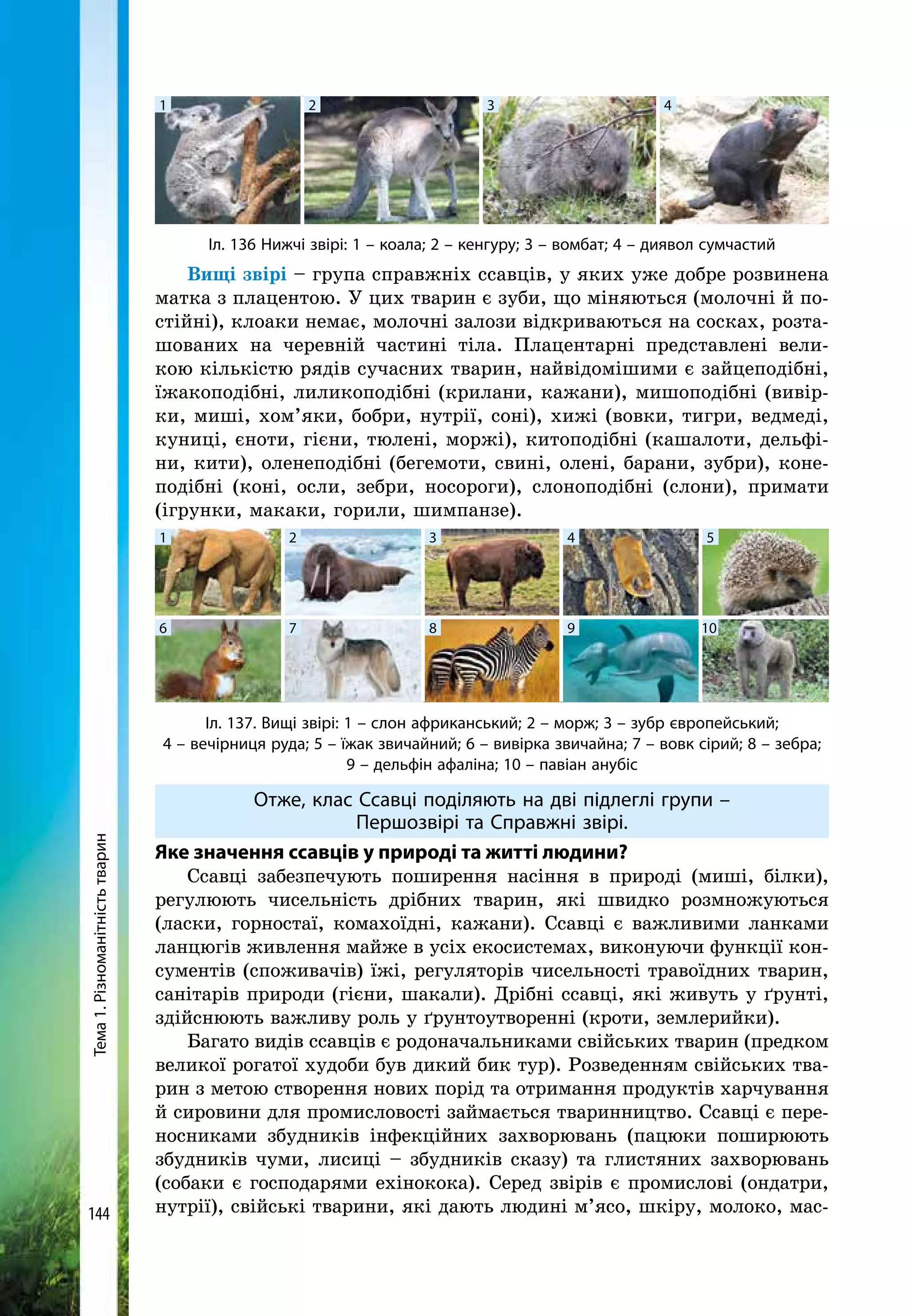 Тема1.Різноманітністьтварин
144
Вищі звірі – група справжніх ссавців, у яких уже добре розвинена
матка з плацентою. У цих тварин є зуби, що міняються (молочні й по-
стійні), клоаки немає, молочні залози відкриваються на сосках, розта-
шованих на черевній частині тіла. Плацентарні представлені вели-
кою кількістю рядів сучасних тварин, найвідомішими є зайцеподібні,
їжакоподібні, лиликоподібні (крилани, кажани), мишоподібні (вивір-
ки, миші, хом’яки, бобри, нутрії, соні), хижі (вовки, тигри, ведмеді,
куниці, єноти, гієни, тюлені, моржі), китоподібні (кашалоти, дельфі-
ни, кити), оленеподібні (бегемоти, свині, олені, барани, зубри), коне-
подібні (коні, осли, зебри, носороги), слоноподібні (слони), примати
(ігрунки, макаки, горили, шимпанзе).
1 2 3 4 5
6 7 8 9 10
Іл. 137. Вищі звірі: 1 – слон африканський; 2 – морж; 3 – зубр європейський;
4 – вечірниця руда; 5 – їжак звичайний; 6 – вивірка звичайна; 7 – вовк сірий; 8 – зебра;
9 – дельфін афаліна; 10 – павіан анубіс
Отже, клас Ссавці поділяють на дві підлеглі групи –
Першозвірі та Справжні звірі.
Яке значення ссавців у природі та житті людини?
Ссавці забезпечують поширення насіння в природі (миші, білки),
регулюють чисельність дрібних тварин, які швидко розмножуються
(ласки, горностаї, комахоїдні, кажани). Ссавці є важливими ланками
ланцюгів живлення майже в усіх екосистемах, виконуючи функції кон-
сументів (споживачів) їжі, регуляторів чисельності травоїдних тварин,
санітарів природи (гієни, шакали). Дрібні ссавці, які живуть у ґрунті,
здійснюють важливу роль у ґрунтоутворенні (кроти, землерийки).
Багато видів ссавців є родоначальниками свійських тварин (предком
великої рогатої худоби був дикий бик тур). Розведенням свійських тва-
рин з метою створення нових порід та отримання продуктів харчування
й сировини для промисловості займається тваринництво. Ссавці є пере-
носниками збудників інфекційних захворювань (пацюки поширюють
збудників чуми, лисиці – збудників сказу) та глистяних захворювань
(собаки є господарями ехінокока). Серед звірів є промислові (ондатри,
нутрії), свійські тварини, які дають людині м’ясо, шкіру, молоко, мас-
1 2 3 4
Іл. 136 Нижчі звірі: 1 – коала; 2 – кенгуру; 3 – вомбат; 4 – диявол сумчастий
 