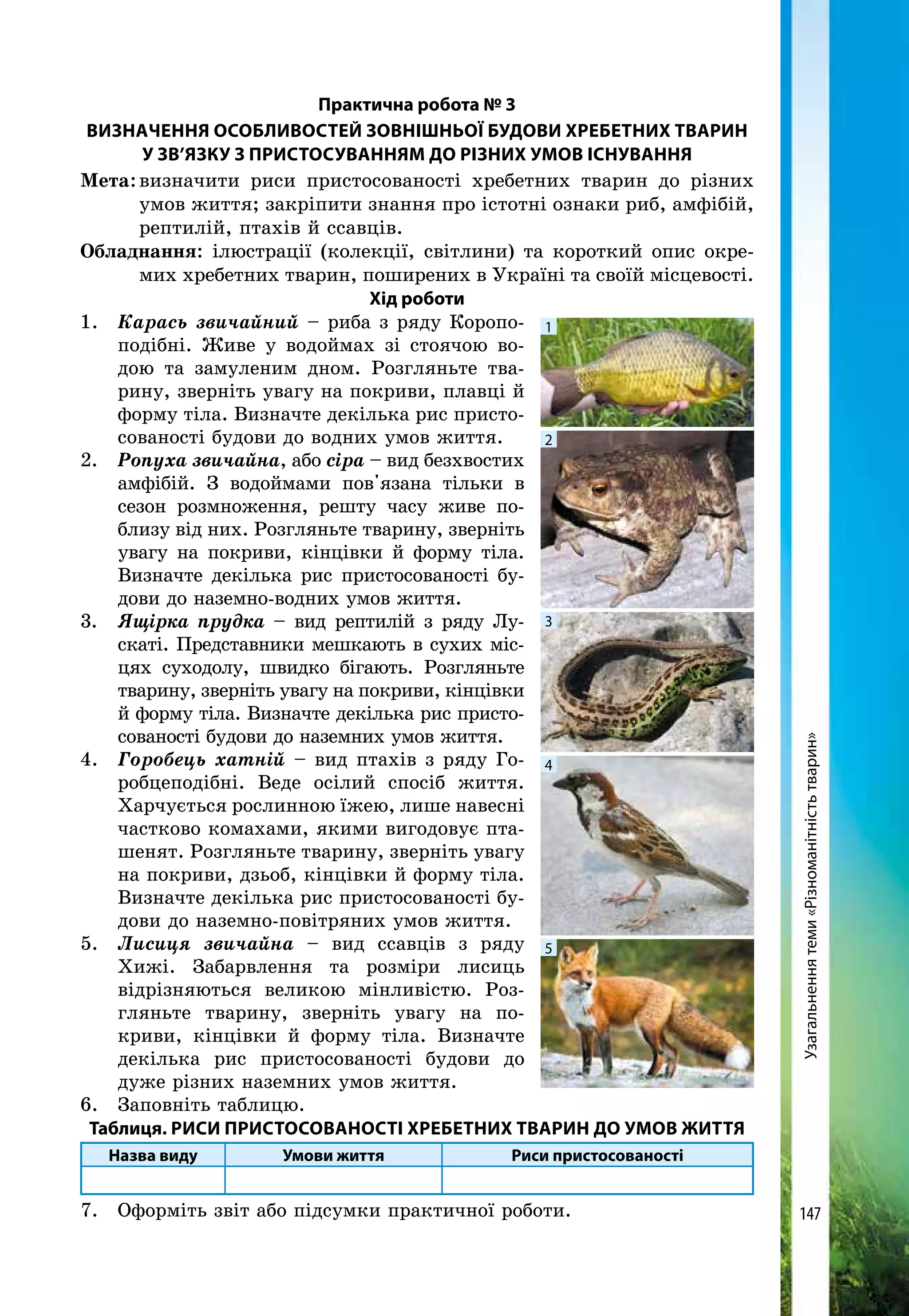 147
Практична робота № 3
Визначення особливостей зовнішньої будови хребетних тварин
у зв’язку з пристосуванням до різних умов існування
Мета:	визначити риси пристосованості хребетних тварин до різних
умов життя; закріпити знання про істотні ознаки риб, амфібій,
рептилій, птахів й ссавців.
Обладнання: ілюстрації (колекції, світлини) та короткий опис окре-
мих хребетних тварин, поширених в Україні та своїй місцевості.
Хід роботи
1. 	 Карась звичайний – риба з ряду Коропо-
подібні. Живе у водоймах зі стоячою во-
дою та замуленим дном. Розгляньте тва-
рину, зверніть увагу на покриви, плавці й
форму тіла. Визначте декілька рис присто-
сованості будови до водних умов життя.
2. 	 Ропуха звичайна, або сіра – вид безхвостих
амфібій. З водоймами пов'язана тільки в
сезон розмноження, решту часу живе по­
близу від них. Розгляньте тварину, зверніть
увагу на покриви, кінцівки й форму тіла.
Визначте декілька рис пристосованості бу-
дови до наземно-водних умов життя.
3. 	 Ящірка прудка – вид рептилій з ряду Лу-
скаті. Представники мешкають в сухих міс-
цях суходолу, швидко бігають. Розгляньте
тварину, зверніть увагу на покриви, кінцівки
й форму тіла. Визначте декілька рис присто-
сованості будови до наземних умов життя.
4. 	 Горобець хатній – вид птахів з ряду Го-
робцеподібні. Веде осілий спосіб життя.
Харчується рослинною їжею, лише навесні
частково комахами, якими вигодовує пта-
шенят. Розгляньте тварину, зверніть увагу
на покриви, дзьоб, кінцівки й форму тіла.
Визначте декілька рис пристосованості бу-
дови до наземно-повітряних умов життя.
5. 	 Лисиця звичайна – вид ссавців з ряду
Хижі. Забарвлення та розміри лисиць
відрізняються великою мінливістю. Роз-
гляньте тварину, зверніть увагу на по-
криви, кінцівки й форму тіла. Визначте
декілька рис пристосованості будови до
дуже різних наземних умов життя.
6. 	 Заповніть таблицю.
Таблиця. Риси пристосованості хребетних тварин до умов життя
Назва виду Умови життя Риси пристосованості
7. 	 Оформіть звіт або підсумки практичної роботи.
Узагальненнятеми«Різноманітністьтварин»
1
2
3
4
5
 