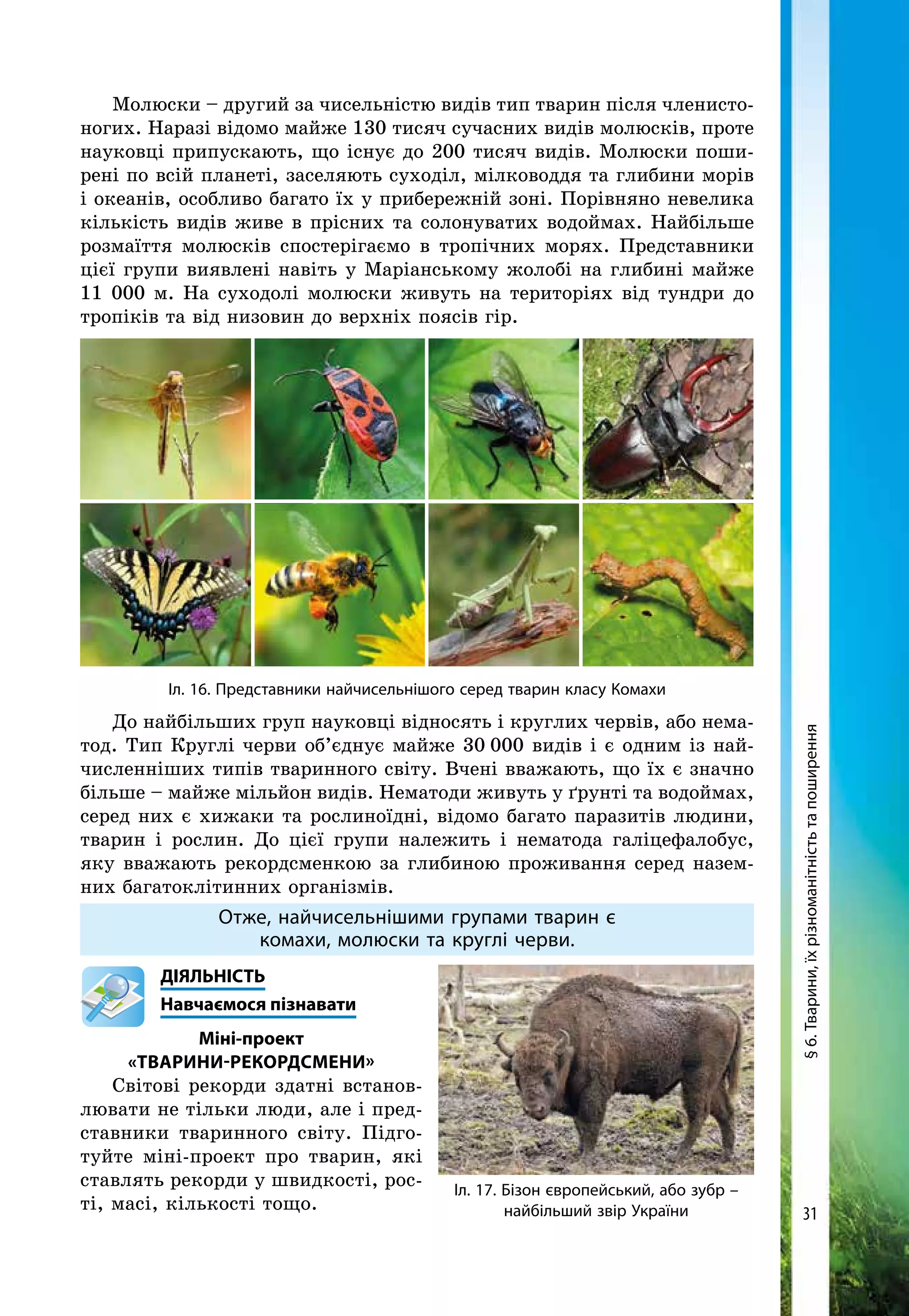 31
Молюски – другий за чисельністю видів тип тварин після членисто-
ногих. Наразі відомо майже 130 тисяч сучасних видів молюсків, проте
науковці припускають, що існує до 200 тисяч видів. Молюски поши-
рені по всій планеті, заселяють суходіл, мілководдя та глибини морів
і океанів, особливо багато їх у прибережній зоні. Порівняно невелика
кількість видів живе в прісних та солонуватих водоймах. Найбільше
розмаїття молюсків спостерігаємо в тропічних морях. Представники
цієї групи виявлені навіть у Маріанському жолобі на глибині майже
11 000 м. На суходолі молюски живуть на територіях від тундри до
тропіків та від низовин до верхніх поясів гір.
Іл. 16. Представники найчисельнішого серед тварин класу Комахи
До найбільших груп науковці відносять і круглих червів, або нема-
тод. Тип Круглі черви об’єднує майже 30 000 видів і є одним із най­
численніших типів тваринного світу. Вчені вважають, що їх є значно
більше – майже мільйон видів. Нематоди живуть у ґрунті та водоймах,
серед них є хижаки та рослиноїдні, відомо багато паразитів людини,
тварин і рослин. До цієї групи належить і нематода галіцефалобус,
яку вважають рекордсменкою за глибиною проживання серед назем-
них багатоклітинних організмів.
Отже, найчисельнішими групами тварин є
комахи, молюски та круглі черви.
	ДІЯЛЬНІСТЬ
	Навчаємося пізнавати
Міні-проект
«Тварини-Рекордсмени»
Світові рекорди здатні встанов-
лювати не тільки люди, але і пред-
ставники тваринного світу. Підго-
туйте міні-проект про тварин, які
ставлять рекорди у швидкості, рос­
ті, масі, кількості тощо.
§6.Тварини,їхрізноманітністьтапоширення
Іл. 17. Бізон європейський, або зубр –
найбільший звір України
 