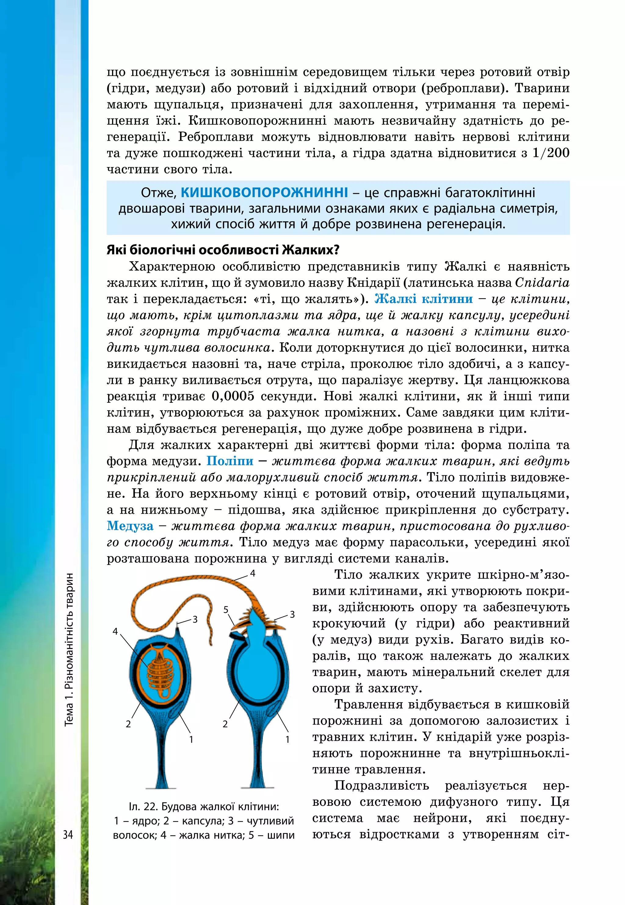Тема1.Різноманітністьтварин
34
що поєднується із зовнішнім середовищем тільки через ротовий отвір
(гідри, медузи) або ротовий і відхідний отвори (реброплави). Тварини
мають щупальця, призначені для захоплення, утримання та перемі-
щення їжі. Кишковопорожнинні мають незвичайну здатність до ре-
генерації. Реброплави можуть відновлювати навіть нервові клітини
та дуже пошкоджені частини тіла, а гідра здатна відновитися з 1/200
частини свого тіла.
Отже, кишковопорожнинні – це справжні багатоклітинні
двошарові тварини, загальними ознаками яких є радіальна симетрія,
хижий спосіб життя й добре розвинена регенерація.
Які біологічні особливості Жалких?
Характерною особливістю представників типу Жалкі є наявність
жалких клітин, що й зумовило назву Кнідарії (латинська назва Cnidaria
так і перекладається: «ті, що жалять»). Жалкі клітини – це клітини,
що мають, крім цитоплазми та ядра, ще й жалку капсулу, усередині
якої згорнута трубчаста жалка нитка, а назовні з клітини вихо-
дить чутлива волосинка. Коли доторкнутися до цієї волосинки, нитка
викидається назовні та, наче стріла, проколює тіло здобичі, а з капсу-
ли в ранку виливається отрута, що паралізує жертву. Ця ланцюж­кова
реакція триває 0,0005 секунди. Нові жалкі клітини, як й інші типи
клітин, утворюються за рахунок проміжних. Саме завдяки цим кліти-
нам відбу­вається регенерація, що дуже добре розвинена в гідри.
Для жалких характерні дві життєві форми тіла: форма поліпа та
форма медузи. Поліпи – життєва форма жалких тварин, які ведуть
прикріплений або малорухливий спосіб життя. Тіло поліпів видовже-
не. На його верхньому кінці є ротовий отвір, оточений щупальцями,
а на нижньому – підошва, яка здійснює прикріплення до субстрату.
Медуза – життєва форма жалких тварин, пристосована до рухливо-
го способу життя. Тіло медуз має форму парасольки, усередині якої
розташована порожнина у вигляді системи каналів.
Тіло жалких укрите шкірно-м’язо-
вими клітинами, які утворюють покри-
ви, здійснюють опору та забезпечують
крокуючий (у гідри) або реактивний
(у медуз) види рухів. Багато видів ко-
ралів, що також належать до жалких
тварин, мають мінеральний скелет для
опори й захисту.
Травлення відбувається в кишковій
порожнині за допомогою залозистих і
травних клітин. У кнідарій уже розріз-
няють порожнинне та внутрішньоклі-
тинне травлення.
Подразливість реалізується нер­
вовою системою дифузного типу. Ця
система має нейрони, які поєдну-
ються відростками з утворенням сіт-
1 1
22
4
3 35
4
Іл. 22. Будова жалкої клітини:
1 – ядро; 2 – капсула; 3 – чутливий
волосок; 4 – жалка нитка; 5 – шипи
 