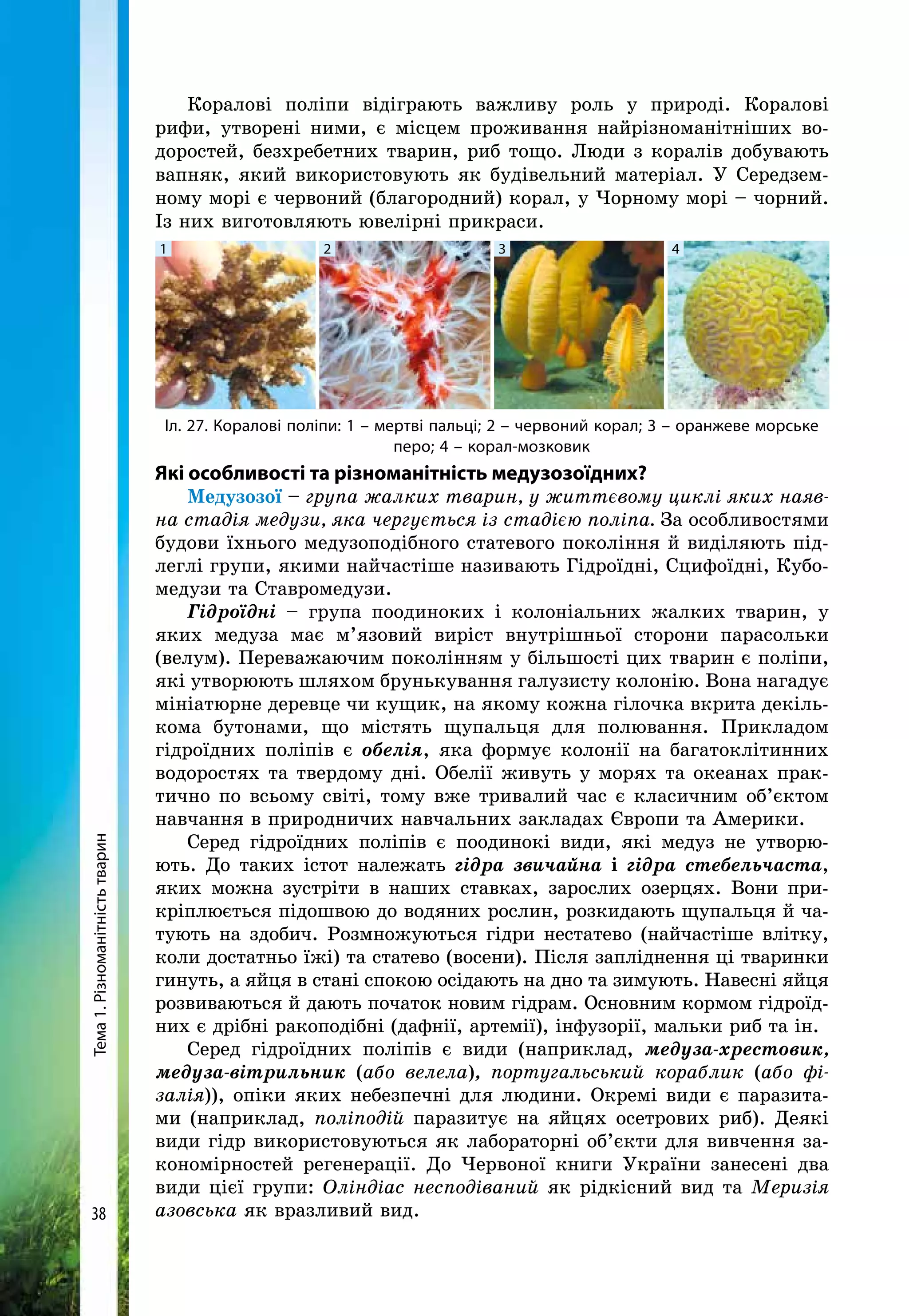 Тема1.Різноманітністьтварин
38
Коралові поліпи відіграють важливу роль у природі. Коралові
рифи, утворені ними, є місцем проживання найрізноманітніших во-
доростей, безхребетних тварин, риб тощо. Люди з коралів добувають
вапняк, який використовують як будівельний матеріал. У Середзем-
ному морі є червоний (благородний) корал, у Чорному морі – чорний.
Із них виготовляють ювелірні прикраси.
Іл. 27. Коралові поліпи: 1 – мертві пальці; 2 – червоний корал; 3 – оранжеве морське
перо; 4 – корал-мозковик
1 2 3 4
Які особливості та різноманітність медузозоїдних?
Медузозої – група жалких тварин, у життєвому циклі яких наяв-
на стадія медузи, яка чергується із стадією поліпа. За особливостями
будови їхнього медузоподібного статевого покоління й виділяють під-
леглі групи, якими найчастіше називають Гідроїдні, Сцифоїдні, Кубо-
медузи та Ставромедузи.
Гідроїдні – група поодиноких і колоніальних жалких тварин, у
яких медуза має м’язовий виріст внутрішньої сторони парасольки
(велум). Переважаючим поколінням у більшості цих тварин є поліпи,
які утворюють шляхом брунькування галузисту колонію. Вона нагадує
мініатюрне деревце чи кущик, на якому кожна гілочка вкрита декіль-
кома бутонами, що містять щупальця для полювання. Прикладом
гідроїдних поліпів є обелія, яка формує колонії на багатоклітинних
водоростях та твердому дні. Обелії живуть у морях та океанах прак-
тично по всьому світі, тому вже тривалий час є класичним об’єктом
навчання в природничих навчальних закладах Європи та Америки.
Серед гідроїдних поліпів є поодинокі види, які медуз не утворю-
ють. До таких істот належать гідра звичайна і гідра стебельчаста,
яких можна зустріти в наших ставках, зарослих озерцях. Вони при-
кріплюється підошвою до водяних рослин, розкидають щупальця й ча-
тують на здобич. Розмножуються гідри нестатево (найчастіше влітку,
коли достатньо їжі) та статево (восени). Після запліднення ці тваринки
гинуть, а яйця в стані спокою осідають на дно та зимують. Навесні яйця
розвиваються й дають початок новим гідрам. Основним кормом гідроїд-
них є дрібні ракоподібні (дафнії, артемії), інфузорії, мальки риб та ін.
Серед гідроїдних поліпів є види (наприклад, медуза-хрестовик,
медуза-вітрильник (або велела), португальський кораблик (або фі-
залія)), опіки яких небезпечні для людини. Окремі види є паразита-
ми (наприклад, поліподій паразитує на яйцях осетрових риб). Деякі
види гідр використовуються як лабораторні об’єкти для вивчення за-
кономірностей регенерації. До Червоної книги України занесені два
види цієї групи: Оліндіас несподіваний як рідкісний вид та Меризія
азовська як вразливий вид.
 