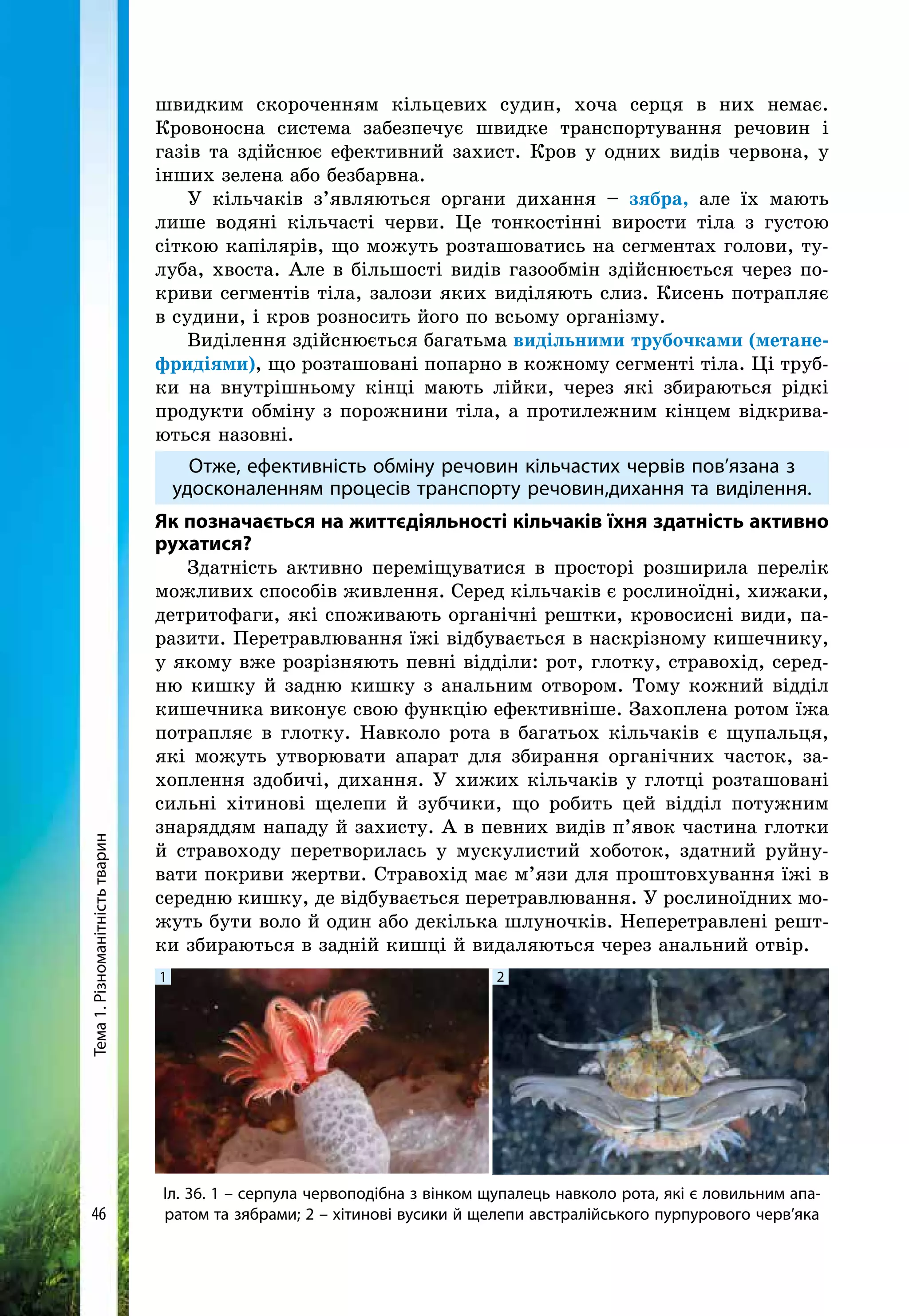 Тема1.Різноманітністьтварин
46
швидким скороченням кільцевих судин, хоча серця в них немає.
Кровоносна система забезпечує швидке транспортування речовин і
газів та здійснює ефективний захист. Кров у одних видів червона, у
інших зелена або безбарвна.
У кільчаків з’являються органи дихання – зябра, але їх мають
лише водяні кільчасті черви. Це тонкостінні вирости тіла з густою
сіткою капілярів, що можуть розташоватись на сегментах голови, ту-
луба, хвоста. Але в більшості видів газообмін здійснюється через по-
криви сегментів тіла, залози яких виділяють слиз. Кисень потрапляє
в судини, і кров розносить його по всьому організму.
Виділення здійснюється багатьма видільними трубочками (метане­
фридіями), що розташовані попарно в кожному сегменті тіла. Ці труб-
ки на внутрішньому кінці мають лійки, через які збираються рідкі
продукти обміну з порожнини тіла, а протилежним кінцем відкрива-
ються назовні.
Отже, ефективність обміну речовин кільчастих червів пов’язана з
удосконаленням процесів транспорту речовин,дихання та виділення.
Як позначається на життєдіяльності кільчаків їхня здатність активно
рухатися?
Здатність активно переміщуватися в просторі розширила перелік
можливих способів живлення. Серед кільчаків є рослиноїдні, хижаки,
детритофаги, які споживають органічні рештки, кровосисні види, па-
разити. Перетравлювання їжі відбувається в наскрізному кишечнику,
у якому вже розрізняють певні відділи: рот, глотку, стравохід, серед-
ню кишку й задню кишку з анальним отвором. Тому кожний відділ
кишечника виконує свою функцію ефективніше. Захоплена ротом їжа
потрапляє в глотку. Навколо рота в багатьох кільчаків є щупальця,
які можуть утворювати апарат для збирання органічних часток, за-
хоплення здобичі, дихання. У хижих кільчаків у глотці розташовані
сильні хітинові щелепи й зубчики, що робить цей відділ потужним
знаряддям нападу й захисту. А в певних видів п’явок частина глотки
й стравоходу перетворилась у мускулистий хоботок, здатний руйну-
вати покриви жертви. Стравохід має м’язи для проштовхування їжі в
середню кишку, де відбувається перетравлювання. У рослиноїдних мо-
жуть бути воло й один або декілька шлуночків. Неперетравлені решт­
ки збираються в задній кишці й видаляються через анальний отвір.
Іл. 36. 1 – серпула червоподібна з вінком щупалець навколо рота, які є ловильним апа-
ратом та зябрами; 2 – хітинові вусики й щелепи австралійського пурпурового черв’яка
1 2
 