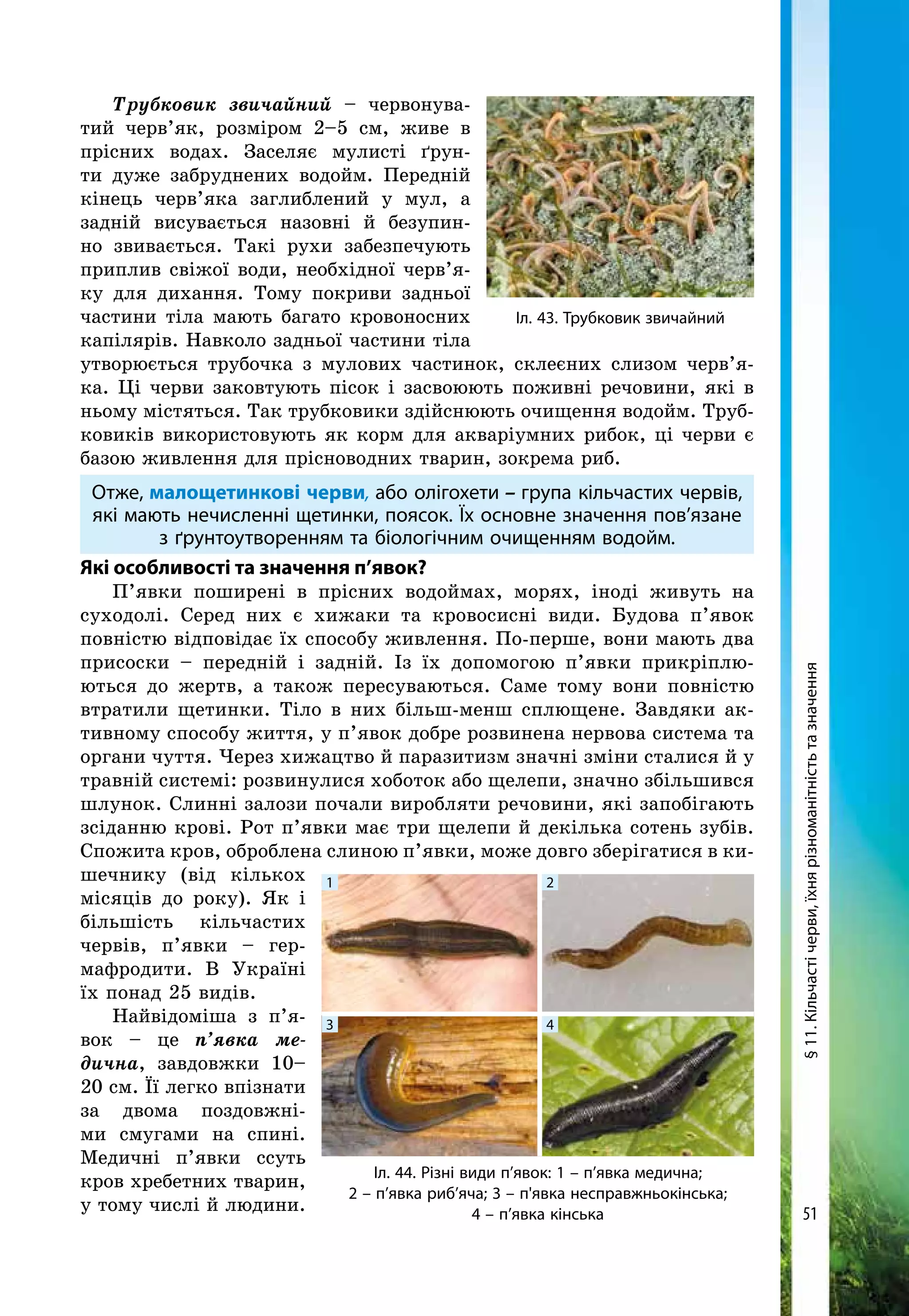 51
Трубковик звичайний – червонува-
тий черв’як, розміром 2–5 см, живе в
прісних водах. Заселяє мулисті ґрун-
ти дуже забруднених водойм. Передній
кінець черв’яка заглиблений у мул, а
задній висувається назовні й безупин­
но звивається. Такі рухи забезпечують
приплив свіжої во­ди, необхідної черв’я-
ку для дихання. Тому покриви задньої
частини тіла мають багато кровоносних
капілярів. Навколо задньої частини тіла
утворюється трубочка з мулових частинок, склеєних слизом черв’я-
ка. Ці черви заковтують пісок і засвоюють поживні речовини, які в
ньому містяться. Так трубковики здійснюють очищення водойм. Труб-
ковиків використовують як корм для акваріумних рибок, ці черви є
базою жив­лення для прісноводних тварин, зокрема риб.
Отже, малощетинкові черви, або олігохети – група кільчастих червів,
які мають нечисленні щетинки, поясок. Їх основне значення пов’язане
з ґрунтоутворенням та біологічним очищенням водойм.
Які особливості та значення п’явок?
П’явки поши­рені в прісних водоймах, морях, іноді живуть на
суходолі. Серед них є хижаки та кровосисні види. Будова п’явок
повністю відповідає їх способу живлення. По-перше, вони мають два
присоски – передній і задній. Із їх допомогою п’явки прикріплю-
ються до жертв, а також пересуваються. Саме тому вони повністю
втратили щетинки. Тіло в них більш-менш сплющене. Завдяки ак-
тивному способу життя, у п’явок добре розвинена нервова система та
органи чуття. Через хижацтво й паразитизм значні зміни сталися й у
травній системі: розвинулися хоботок або щелепи, значно збільшився
шлунок. Слинні залози почали виробляти речовини, які запобігають
зсіданню крові. Рот п’явки має три щелепи й декілька сотень зубів.
Спожита кров, оброб­лена слиною п’явки, мо­же дов­го зберігатися в ки-
шечнику (від кількох
місяців до року). Як і
більшість кільчастих
чер­вів, п’явки – гер-
мафродити. В Україні
їх понад 25 видів.
Найвідоміша з п’я­
вок – це п’явка ме-
дична, завдовжки 10–
20 см. Її легко впізнати
за двома поздовжні-
ми смугами на спині.
Медичні п’явки ссуть
кров хребетних тварин,
у тому числі й людини.
Іл. 43. Трубковик звичайний
Іл. 44. Різні види п’явок: 1 – п’явка медична;
2 – п’явка риб’яча; 3 – п'явка несправжньокінська;
4 – п’явка кінська
1 2
3 4
§11.Кільчастічерви,їхнярізноманітністьтазначення
 