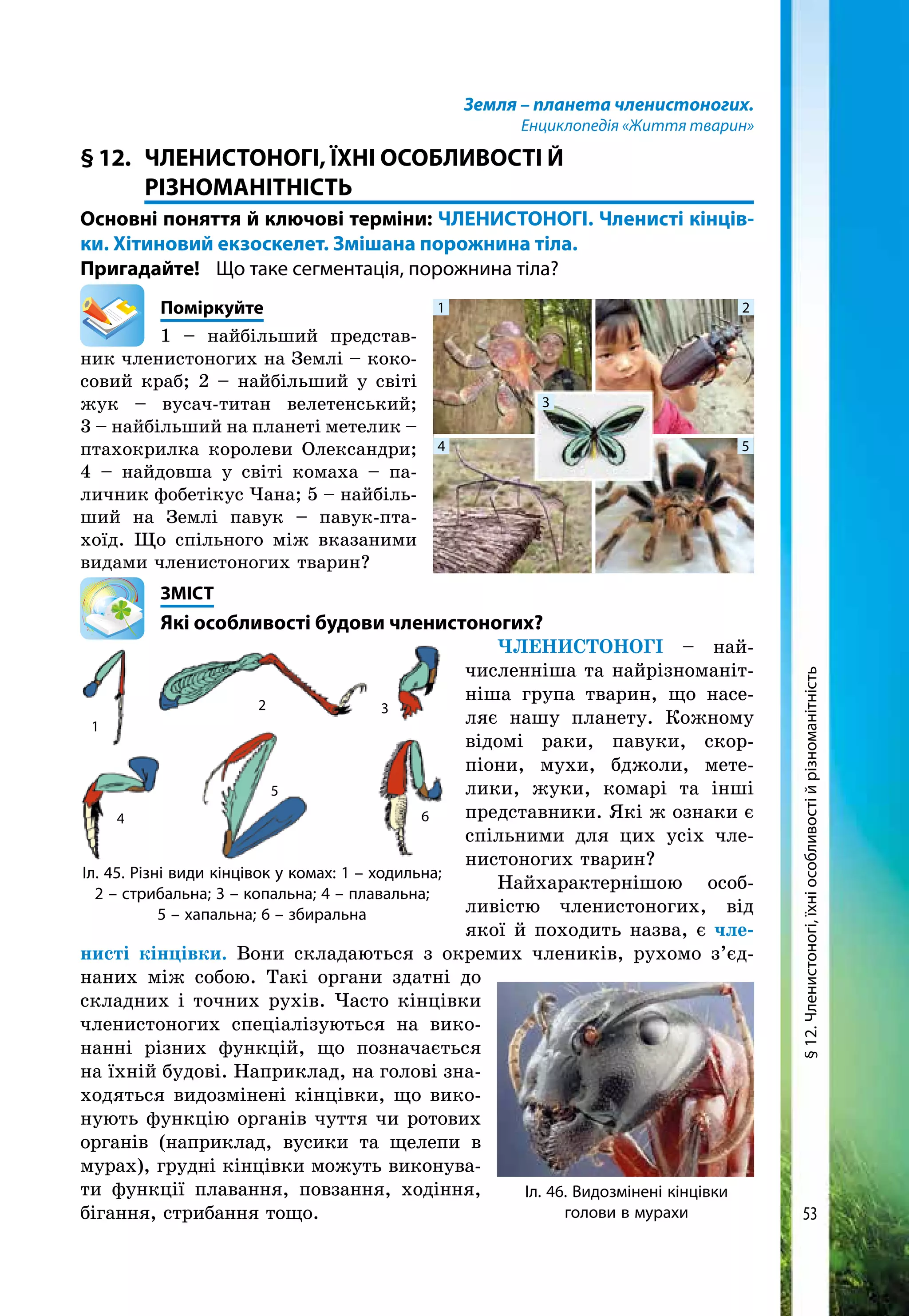 53
Земля – планета членистоногих.
Енциклопедія «Життя тварин»
§ 12. 	 ЧЛЕНИСТОНОГІ, Їхні особливості Й
РІЗНОМАНІТНІСТЬ
Основні поняття й ключові терміни: ЧЛЕНИСТОНОГІ. Членисті кінців-
ки. Хітиновий екзоскелет. Змішана порожнина тіла.
Пригадайте! 	 Що таке сегментація, порожнина тіла?
	Поміркуйте
1 – найбільший представ-
ник членистоногих на Землі – коко-
совий краб; 2 – найбільший у світі
жук – вусач-титан велетенський;
3 – найбільший на планеті метелик –
птахокрилка королеви Олександри;
4 – найдовша у світі комаха – па-
личник фобетікус Чана; 5 – найбіль-
ший на Землі павук – павук-пта­
хоїд. Що спільного між вказаними
видами членистоногих тварин?
	ЗМІСТ
	 Які особливості будови членистоногих?
Членистоногі – най-
численніша та найрізноманіт-
ніша група тварин, що насе-
ляє нашу планету. Кожному
відомі раки, павуки, скор-
піони, мухи, бджоли, мете-
лики, жуки, комарі та інші
представники. Які ж ознаки є
спільними для цих усіх чле-
нистоногих тварин?
Найхарактернішою особ­
ли­вістю членистоногих, від
якої й походить назва, є чле­
нисті кінцівки. Вони складаються з окремих члеників, рухомо з’єд-
наних між собою. Такі органи здатні до
складних і точних рухів. Часто кінцівки
членистоногих спеціалізуються на вико-
нанні різних функцій, що позначається
на їхній будові. Наприклад, на голові зна-
ходяться видозмінені кінцівки, що вико-
нують функцію органів чуття чи ротових
органів (наприклад, вусики та щелепи в
мурах), грудні кінцівки можуть виконува-
ти функції плавання, повзання, ходіння,
бігання, стрибання тощо.
Іл. 46. Видозмінені кінцівки
голови в мурахи
Іл. 45. Різні види кінцівок у комах: 1 – ходильна;
2 – стрибальна; 3 – копальна; 4 – плавальна;
5 – хапальна; 6 – збиральна
1
2 3
4
5
6
1 2
3
4 5
§12.Членистоногі,їхніособливостійрізноманітність
 