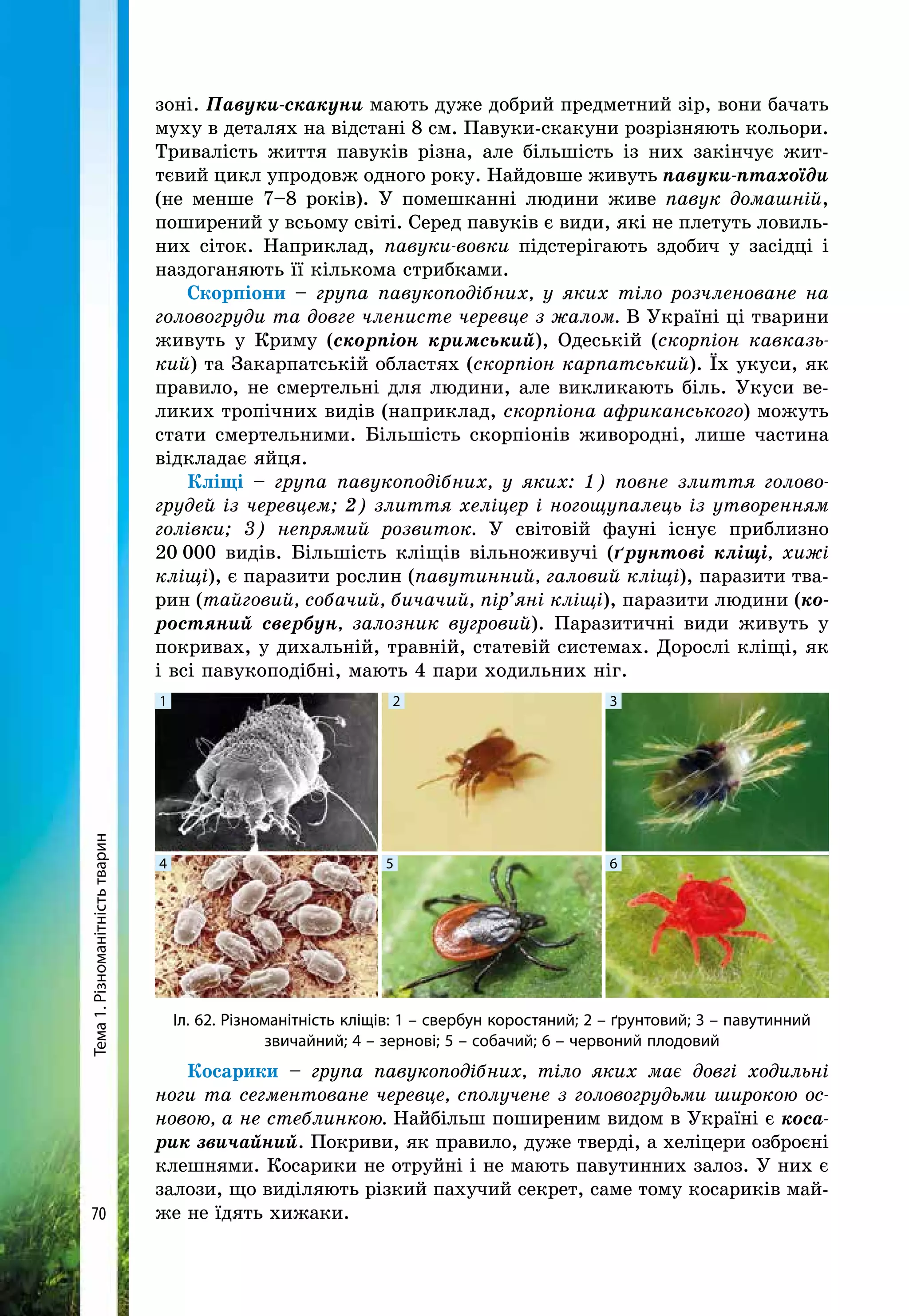 Тема1.Різноманітністьтварин
70
зоні. Павуки-скакуни мають дуже добрий предметний зір, вони бачать
муху в деталях на відстані 8 см. Павуки-скакуни розрізняють кольори.
Тривалість життя павуків різна, але більшість із них закінчує жит-
тєвий цикл упродовж одного року. Найдовше живуть павуки-птахоїди
(не менше 7–8 років). У помешканні людини живе павук домашній,
поширений у всьому світі. Серед павуків є види, які не плетуть ловиль-
них сіток. Наприклад, павуки-вовки підстерігають здобич у засідці і
наздоганяють її кількома стрибками.
Скорпіони – група павукоподібних, у яких тіло розчленоване на
головогруди та довге членисте черев­це з жалом. В Україні ці тварини
живуть у Криму (скорпіон кримський), Одеській (скорпіон кавказь-
кий) та Закарпатській областях (скорпіон карпатський). Їх укуси, як
правило, не смертельні для людини, але викликають біль. Укуси ве-
ликих тропічних видів (на­приклад, скорпіона африканського) можуть
стати смертельними. Більшість скорпіонів живородні, лише частина
відкладає яйця.
Кліщі – група павукоподібних, у яких: 1) повне злиття голово-
грудей із черевцем; 2) злиття хеліцер і ногощупалець із утворенням
голівки; 3) непрямий розвиток. У світовій фауні існує приблизно
20 000 видів. Більшість кліщів вільноживучі (ґрунтові кліщі, хижі
кліщі), є паразити рослин (павутинний, галовий кліщі), паразити тва-
рин (тайговий, собачий, бичачий, пір’яні кліщі), паразити людини (ко-
ростяний свербун, залозник вугровий). Паразитичні види живуть у
покривах, у дихальній, травній, статевій системах. Дорослі кліщі, як
і всі павукоподібні, мають 4 пари ходильних ніг.
Іл. 62. Різноманітність кліщів: 1 – свербун коростяний; 2 – ґрунтовий; 3 – павутинний
звичайний; 4 – зернові; 5 – собачий; 6 – червоний плодовий
1 2 3
4 5 6
Косарики – група павукоподібних, тіло яких має довгі ходильні
ноги та сегментоване черевце, сполучене з головогрудьми широкою ос-
новою, а не стеблинкою. Найбільш поширеним видом в Україні є коса-
рик звичайний. Покриви, як правило, дуже тверді, а хеліцери озброєні
клешнями. Косарики не отруйні і не мають павутинних залоз. У них є
залози, що виділяють різкий пахучий секрет, саме тому косариків май-
же не їдять хижаки.
 