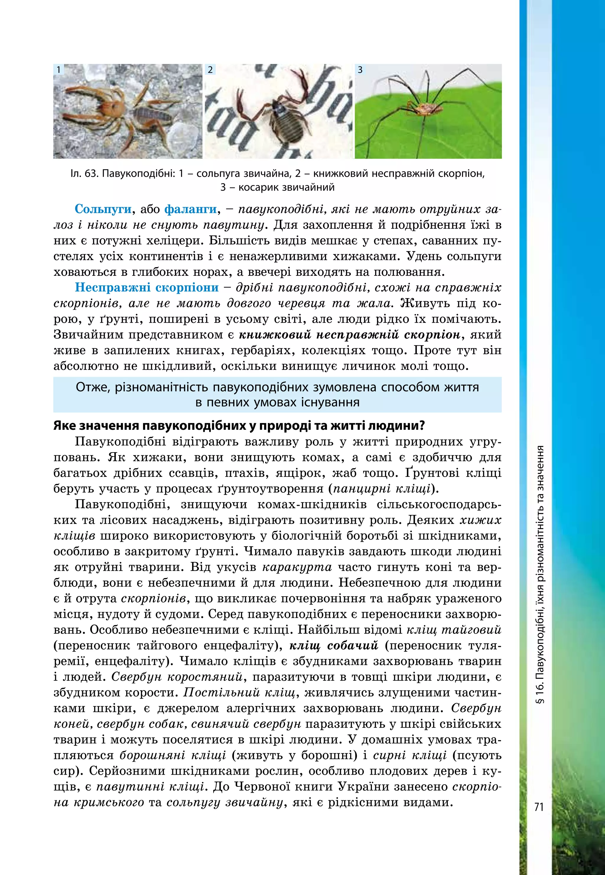 71
Сольпуги, або фаланги, – павукоподібні, які не мають отруйних за-
лоз і ніколи не снують павутину. Для захоплення й подрібнення їжі в
них є потужні хеліцери. Більшість видів мешкає у степах, саванних пу-
стелях усіх континентів і є ненажерливими хижаками. Удень сольпуги
ховаються в глибоких норах, а ввечері виходять на полювання.
Несправжні скорпіони – дрібні павукоподібні, схожі на справжніх
скорпіонів, але не мають довгого черевця та жала. Живуть під ко-
рою, у ґрунті, поширені в усьому світі, але люди рідко їх помічають.
Звичайним представником є книжковий несправжній скорпіон, який
живе в запилених книгах, гербаріях, колекціях тощо. Проте тут він
абсолютно не шкідливий, оскільки винищує личинок молі тощо.
Отже, різноманітність павукоподібних зумовлена способом життя
в певних умовах існування
Яке значення павукоподібних у природі та житті людини?
Павукоподібні відіграють важливу роль у житті природних угру-
повань. Як хижаки, вони знищують комах, а самі є здобиччю для
багатьох дрібних ссавців, птахів, ящірок, жаб тощо. ґрунтові кліщі
беруть участь у процесах ґрунтоутворення (панцирні кліщі).
Павукоподібні, знищуючи комах-шкідників сільськогосподарсь-
ких та лісових насаджень, відіграють позитивну роль. Деяких хижих
кліщів широко використовують у біологічній боротьбі зі шкідниками,
особливо в закритому ґрунті. Чимало павуків завдають шкоди людині
як отруйні тварини. Від укусів каракурта часто гинуть коні та вер-
блюди, вони є небезпечними й для людини. Небезпечною для людини
є й отрута скорпіонів, що викликає почервоніння та набряк ураженого
місця, нудоту й судоми. Серед павукоподібних є переносники захворю-
вань. Особливо небезпечними є кліщі. Найбільш відомі кліщ тайговий
(переносник тайгового енцефаліту), кліщ собачий (переносник туля-
ремії, енцефаліту). Чимало кліщів є збудниками захворювань тварин
і людей. Свербун коростяний, паразитуючи в товщі шкіри людини, є
збудником корости. Постільний кліщ, живлячись злущеними частин-
ками шкіри, є джерелом алергічних захворювань людини. Свербун
коней, свербун собак, свинячий свербун паразитують у шкірі свійських
тварин і можуть поселятися в шкірі людини. У домашніх умовах тра-
пляються борошняні кліщі (живуть у борошні) і сирні кліщі (псують
сир). Серйозними шкідниками рослин, особливо плодових дерев і ку-
щів, є павутинні кліщі. До Червоної книги України занесено скорпіо-
на кримського та сольпугу звичайну, які є рідкісними видами.
Іл. 63. Павукоподібні: 1 – сольпуга звичайна, 2 – книжковий несправжній скорпіон,
3 – косарик звичайний
1 2 3
§16.Павукоподібні,їхнярізноманітністьтазначення
 