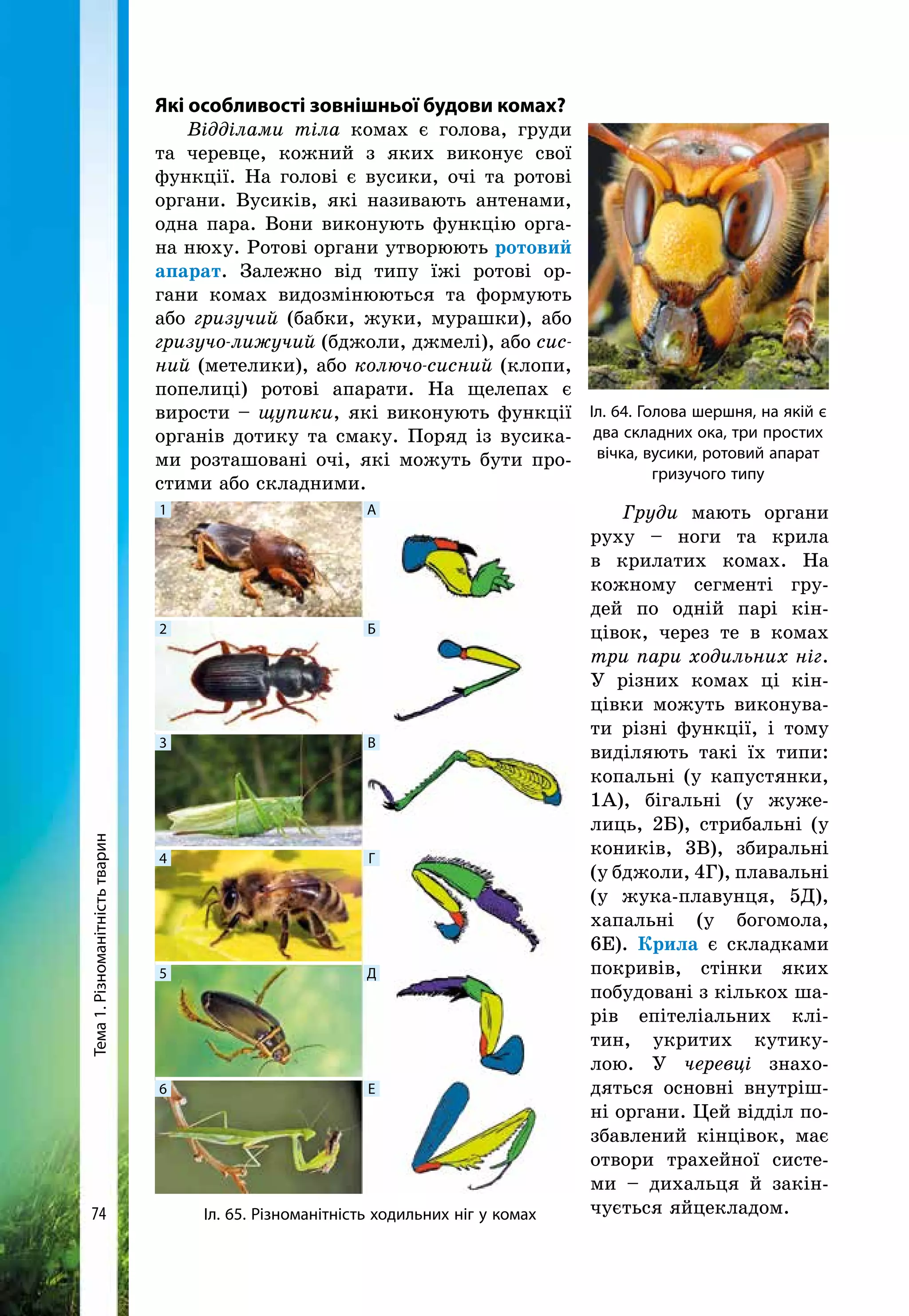 Тема1.Різноманітністьтварин
74
Які особливості зовнішньої будови комах?
Відділами тіла комах є голова, груди
та черевце, кожний з яких виконує свої
функції. На голові є вусики, очі та ротові
органи. Вусиків, які називають антенами,
одна пара. Вони виконують функцію орга-
на нюху. Ротові органи утворюють ротовий
апарат. Залежно від типу їжі ротові ор-
гани комах видозмінюються та формують
або гри­зучий (бабки, жуки, мурашки), або
гризу­чо-лижучий (бджоли, джмелі), або сис-
ний (метелики), або колючо-сисний (клопи,
попелиці) ротові апарати. На щелепах є
вирости – щупики, які виконують функції
органів дотику та смаку. Поряд із вусика-
ми розташовані очі, які можуть бути про-
стими або складними.
Груди мають органи
руху – ноги та крила
в крилатих комах. На
кожному сегменті гру-
дей по одній парі кін-
цівок, через те в комах
три пари ходильних ніг.
У різних комах ці кін-
цівки можуть виконува-
ти різні функції, і тому
виділяють такі їх типи:
копальні (у капустянки,
1А), бігальні (у жуже­
лиць, 2Б), стрибальні (у
коників, 3В), збиральні
(у бджоли, 4Г), плавальні
(у жука-плавунця, 5Д),
хапальні (у богомола,
6Е). Крила є складками
покривів, стінки яких
по­будовані з кількох ша­-
рів епіте­ліальних клі­
тин, ук­ритих кути­ку-
­лою. У черевці знахо-
дяться ос­новні внутріш­-
ні ор­га­ни. Цей відділ по­
збав­лений кінцівок, має
отвори трахейної систе-
ми – дихальця й закін-
чується яйцекладом.
Іл. 64. Голова шершня, на якій є
два складних ока, три простих
вічка, вусики, ротовий апарат
гризучого типу
1 А
2 Б
3 В
4 Г
5 Д
6 Е
Іл. 65. Різноманітність ходильних ніг у комах
 