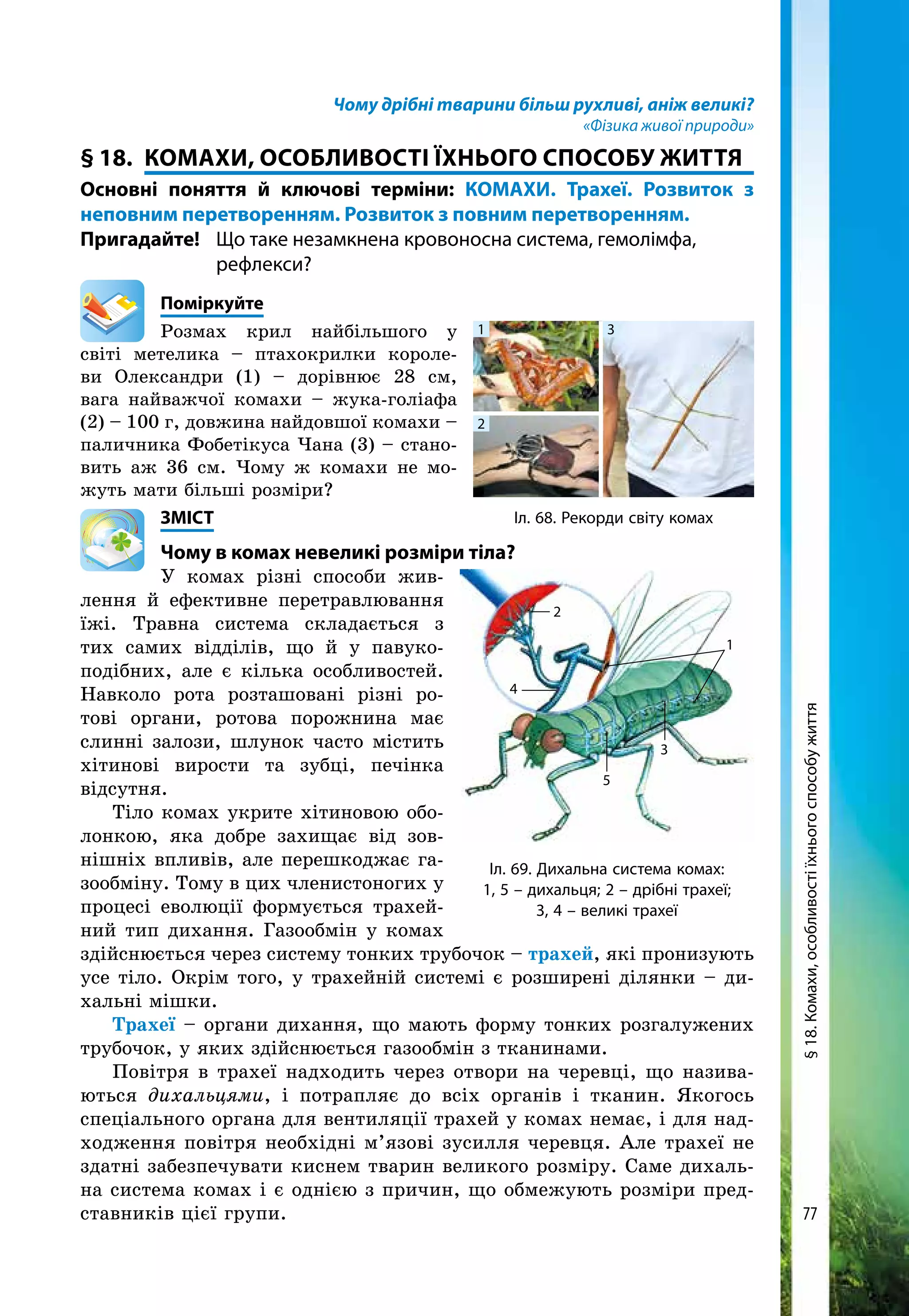 77
Чому дрібні тварини більш рухливі, аніж великі?
«Фізика живої природи»
§ 18. 	КОМАХИ, ОСОБЛИВОСТІ ЇХнього способу життя
Основні поняття й ключові терміни: КОМАХИ. Трахеї. Розвиток з
неповним перетворенням. Розвиток з повним перетворенням.
Пригадайте! 	 Що таке незамкнена кровоносна система, гемолімфа,
		рефлекси?
	Поміркуйте
Розмах крил найбільшого у
світі метели­ка – птахокрилки короле-
ви Олександри (1) – дорівнює 28 см,
вага найважчої комахи – жука-голіафа
(2) – 100 г, довжина найдовшої комахи –
паличника Фобетікуса Чана (3) – стано-
вить аж 36 см. Чому ж комахи не мо-
жуть мати більші розміри?
	ЗМІСТ
	Чому в комах невеликі розміри тіла?
У комах різні способи жив-
лення й ефективне перетравлювання
їжі. Травна система складається з
тих самих відділів, що й у павуко-
подібних, але є кілька особливостей.
Навколо рота розташовані різні ро-
тові органи, ротова порожнина має
слинні залози, шлунок часто містить
хітинові вирости та зубці, печінка
відсутня.
Тіло комах укрите хітиновою обо-
лонкою, яка добре захищає від зов-
нішніх впливів, але перешкоджає га-
зообміну. Тому в цих членистоногих у
процесі еволюції формується трахей-
ний тип дихання. Газообмін у комах
здійснюється через систему тонких трубочок – трахей, які пронизують
усе тіло. Окрім того, у трахейній системі є розширені ділянки – ди-
хальні мішки.
Трахеї – органи дихання, що мають форму тонких розгалужених
трубочок, у яких здійснюється газообмін з тканинами.
Повітря в трахеї надходить через отвори на черевці, що назива-
ються дихальцями, і потрапляє до всіх органів і тканин. Якогось
спеціального органа для вентиляції трахей у комах немає, і для над-
ходження повітря необхідні м’язові зусилля черевця. Але трахеї не
здатні забезпечувати киснем тварин великого розміру. Саме дихаль-
на система комах і є однією з причин, що обмежують розміри пред-
ставників цієї групи.
Іл. 69. Дихальна система комах:
1, 5 – дихальця; 2 – дрібні трахеї;
3, 4 – великі трахеї
2
4
5
3
1
Іл. 68. Рекорди світу комах
1
2
3
§18.Комахи,особливостіїхньогоспособужиття
 