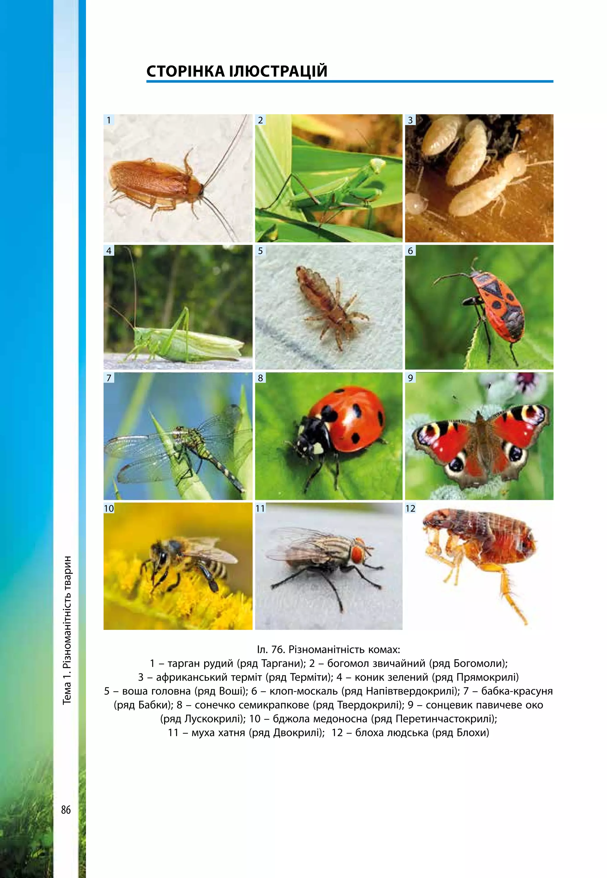 Тема1.Різноманітністьтварин
86
	сторінка ілюстрацій
Іл. 76. Різноманітність комах:
1 – тарган рудий (ряд Таргани); 2 – богомол звичайний (ряд Богомоли);
3 – африканський терміт (ряд Терміти); 4 – коник зелений (ряд Прямокрилі)
5 – воша головна (ряд Воші); 6 – клоп-москаль (ряд Напівтвердокрилі); 7 – бабка-красуня
(ряд Бабки); 8 – сонечко семикрапкове (ряд Твердокрилі); 9 – сонцевик павичеве око
(ряд Лускокрилі); 10 – бджола медоносна (ряд Перетинчастокрилі);
11 – муха хатня (ряд Двокрилі); 12 – блоха людська (ряд Блохи)
1
5
2
6
3
7
4
8 9
10 11 12
 
