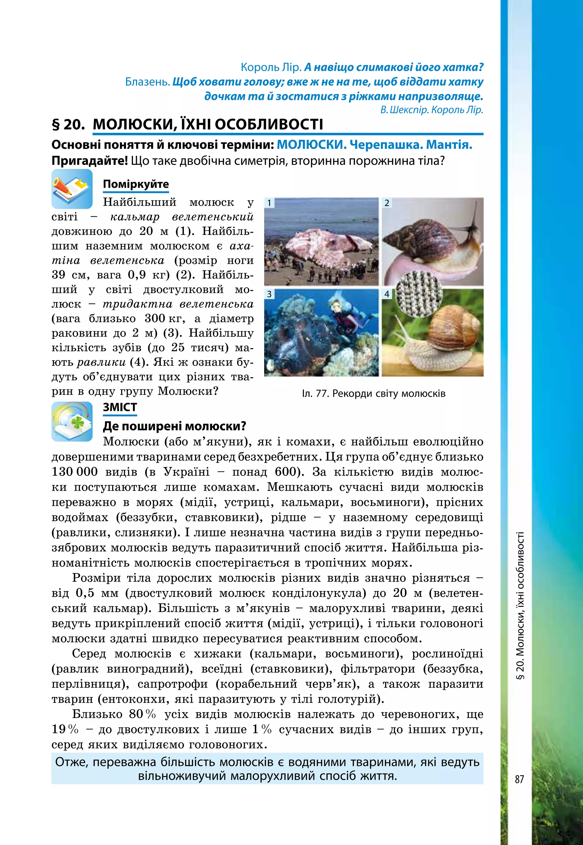 87
Король Лір. А навіщо слимакові його хатка?
Блазень. Щоб ховати голову; вже ж не на те, щоб віддати хатку
дочкам та й зостатися з ріжками напризволяще.
В. Шекспір. Король Лір.
§ 20. 	МОЛЮСКИ, ЇХні ОСОБЛИВОСТІ
Основні поняття й ключові терміни: МОЛЮСКИ. Черепашка. Мантія.
Пригадайте! Що таке двобічна симетрія, вторинна порожнина тіла?
	Поміркуйте
Найбільший молюск у
світі – кальмар велетенський
довжиною до 20 м (1). Найбіль-
шим наземним молюском є аха-
тіна велетенська (розмір ноги
39 см, вага 0,9 кг) (2). Найбіль-
ший у світі двостулковий мо-
люск – тридактна велетенська
(вага бли­зь­ко 300 кг, а діаметр
раковини до 2 м) (3). Найбільшу
кількість зубів (до 25 тисяч) ма-
ють равлики (4). Які ж ознаки бу-
дуть об’єднувати цих різних тва-
рин в одну групу Молюски?
	ЗМІСТ
	Де поширені молюски?
Молюски (або м’якуни), як і комахи, є найбільш еволюційно
довершеними тваринами серед безхребетних. Ця група об’єднує близько
130 000 видів (в Україні – понад 600). За кількістю видів молюс­
ки поступаються лише комахам. Мешкають сучасні види молюсків
переважно в морях (мідії, устриці, кальмари, восьминоги), прісних
водоймах (беззубки, ставковики), рідше – у наземному середовищі
(равлики, слизняки). І лише незначна частина видів з групи передньо­
зябрових молюсків ведуть паразитичний спосіб життя. Найбільша різ-
номанітність молюсків спостерігається в тропічних морях.
Розміри тіла дорослих молюсків різних видів значно різняться –
від 0,5 мм (двостулковий молюск конділонукула) до 20 м (велетен-
ський кальмар). Більшість з м’якунів – малорухливі тварини, деякі
ведуть прикріплений спосіб життя (мідії, устриці), і тільки головоногі
молюски здатні швидко пересуватися реактивним способом.
Серед молюсків є хижаки (кальмари, восьминоги), рослиноїдні
(равлик виноградний), всеїдні (ставковики), фільтратори (беззубка,
перлівниця), сапротрофи (корабельний черв’як), а також паразити
тварин (ентоконхи, які паразитують у тілі голотурій).
Близько 80 % усіх видів молюсків належать до черевоногих, ще
19 % – до двостулкових і лише 1 % сучасних видів – до інших груп,
серед яких виділяємо головоногих.
Отже, переважна більшість молюсків є водяними тваринами, які ведуть
вільноживучий малорухливий спосіб життя.
1 2
3 4
Іл. 77. Рекорди світу молюсків
§20.Молюски,їхніособливості
 