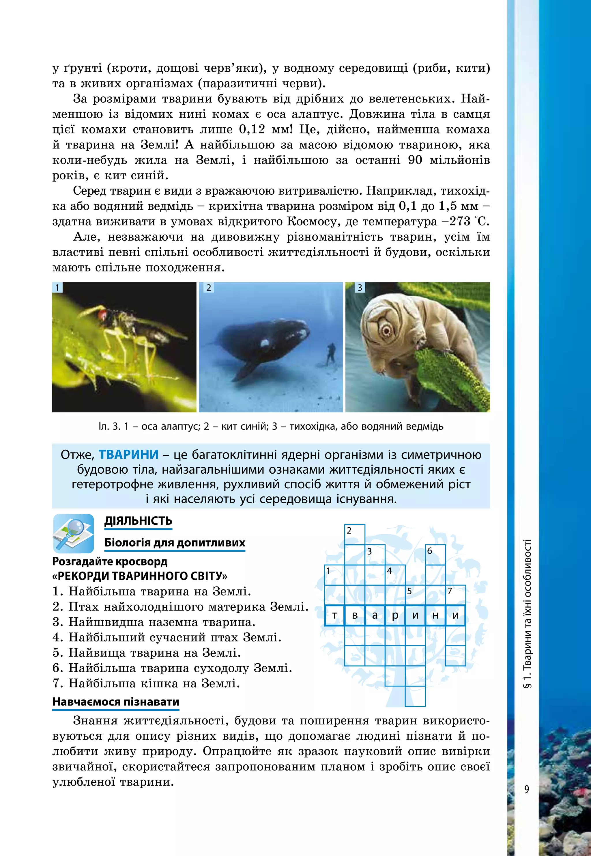 9
§1.Тваринитаїхніособливості
1
2
3
4
5
т в а р и н и
6
7
у ґрунті (кроти, дощові черв’яки), у водному середовищі (риби, кити)
та в живих організмах (паразитичні черви).
За розмірами тварини бувають від дрібних до велетенських. Най-
меншою із відомих нині комах є оса алаптус. Довжина тіла в самця
цієї комахи становить лише 0,12 мм! Це, дійсно, найменша комаха
й тварина на Землі! А найбільшою за масою відомою твариною, яка
коли-небудь жила на Землі, і найбільшою за останні 90 мільйонів
років, є кит синій.
Серед тварин є види з вражаючою витривалістю. Наприклад, тихо­хід­
ка або водяний ведмідь – крихітна тварина розміром від 0,1 до 1,5 мм –
здатна виживати в умовах відкритого Космосу, де температура –273 °С.
Але, незважаючи на дивовижну різноманітність тварин, усім їм
властиві певні спільні особливості життєдіяльності й будови, оскільки
мають спільне походження.
Іл. 3. 1 – оса алаптус; 2 – кит синій; 3 – тихохідка, або водяний ведмідь
1 2 3
Отже, ТВАРИНИ – це багатоклітинні ядерні організми із симетричною
будовою тіла, найзагальнішими ознаками життєдіяльності яких є
гетеротрофне живлення, рухливий спосіб життя й обмежений ріст
і які населяють усі середовища існування.
	ДІЯЛЬНІСТЬ
	 Біологія для допитливих
Розгадайте кросворд
«Рекорди тваринного світу»
1. Найбільша тварина на Землі.
2. Птах найхолоднішого материка Землі.
3. Найшвидша наземна тварина.
4. Найбільший сучасний птах Землі.
5. Найвища тварина на Землі.
6. Найбільша тварина суходолу Землі.
7. Найбільша кішка на Землі.
Навчаємося пізнавати
Знання життєдіяльності, будови та поширення тварин використо-
вуються для опису різних видів, що допомагає людині пізнати й по-
любити живу природу. Опрацюйте як зразок науковий опис вивірки
звичайної, скористайтеся запропонованим планом і зробіть опис своєї
улюбленої тварини.
 