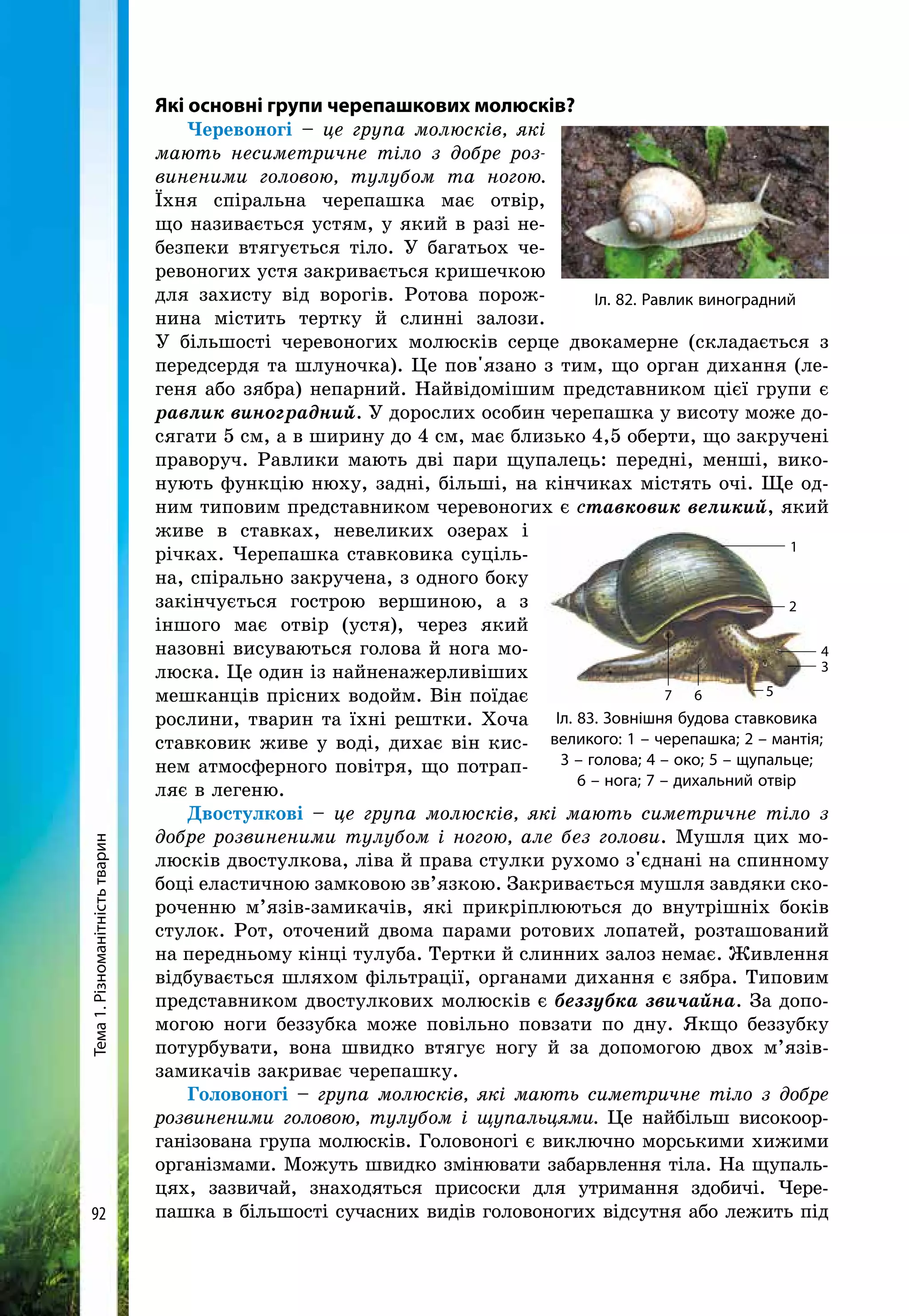 Тема1.Різноманітністьтварин
92
Які основні групи черепашкових молюсків?
Черевоногі – це група молюсків, які
мають несиметричне тіло з добре роз­
виненими головою, тулубом та ногою.
Їхня спіральна черепашка має отвір,
що називається устям, у який в разі не-
безпеки втягується тіло. У багатьох че-
ревоногих устя закривається кришечкою
для захисту від ворогів. Ротова порож-
нина містить тертку й слинні залози.
У більшості черевоногих молюсків серце двокамерне (складається з
передсердя та шлуночка). Це пов'язано з тим, що орган дихання (ле-
геня або зябра) непарний. Найвідомішим представником цієї групи є
равлик виноградний. У дорослих особин черепашка у висоту може до-
сягати 5 см, а в ширину до 4 см, має близько 4,5 оберти, що закручені
праворуч. Равлики мають дві пари щупалець: передні, менші, вико-
нують функцію нюху, задні, більші, на кінчиках містять очі. Ще од-
ним типовим представником черевоногих є ставковик великий, який
живе в ставках, невеликих озерах і
річках. Черепашка ставковика суціль-
на, спірально закручена, з одного боку
закінчується гострою вершиною, а з
іншого має отвір (устя), через який
назовні висуваються голова й нога мо-
люска. Це один із найненажерливіших
мешканців прісних водойм. Він поїдає
рослини, тварин та їхні рештки. Хоча
ставковик живе у воді, дихає він кис-
нем атмосферного повітря, що потрап­
ляє в легеню.
Двостулкові – це група молюсків, які мають симетричне тіло з
добре розвиненими тулубом і ногою, але без голови. Мушля цих мо-
люсків двостулкова, ліва й права стулки рухомо з'єднані на спинному
боці еластичною замковою зв’язкою. Закривається мушля завдяки ско-
роченню м’язів-замикачів, які прикріплюються до внутрішніх боків
стулок. Рот, оточений двома парами ротових лопатей, розташований
на передньому кінці тулуба. Тертки й слинних залоз немає. Живлення
відбувається шляхом фільтрації, органами дихання є зябра. Типовим
представником двостулкових молюсків є беззубка звичайна. За допо-
могою ноги беззубка може повільно повзати по дну. Якщо беззубку
потурбувати, вона швидко втягує ногу й за допомогою двох м’язів-­
замикачів закриває черепашку.
Головоногі – група молюсків, які мають симетричне тіло з добре
роз­виненими головою, тулубом і щупальцями. Це найбільш високоор-
ганізована група молюсків. Головоногі є виключно морськими хижими
організмами. Можуть швидко змінювати забарвлення тіла. На щупаль-
цях, зазвичай, знаходяться присоски для утримання здобичі. Чере-
пашка в більшості сучасних видів головоногих відсутня або лежить під
Іл. 82. Равлик виноградний
Іл. 83. Зовнішня будова ставковика
великого: 1 – черепашка; 2 – мантія;
3 – голова; 4 – око; 5 – щупальце;
6 – нога; 7 – дихальний отвір
1
2
4
3
567
 