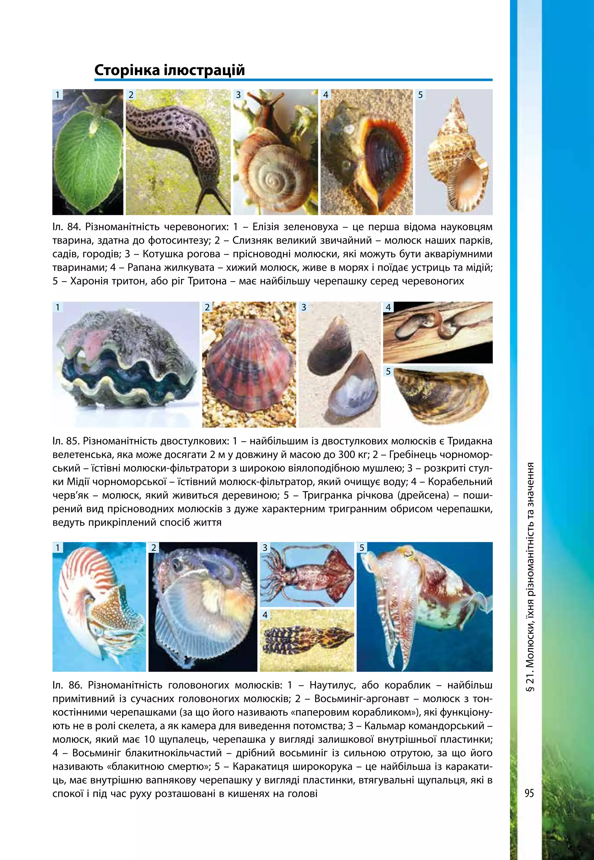 95
Іл. 86. Різноманітність головоногих молюсків: 1 – Наутилус, або кораблик – найбільш
примітивний із сучасних головоногих молюсків; 2 – Восьминіг-аргонавт – молюск з тон-
костінними черепашками (за що його називають «паперовим корабликом»), які функціону-
ють не в ролі скелета, а як камера для виведення потомства; 3 – Кальмар командорський –
молюск, який має 10 щупалець, черепашка у вигляді залишкової внутрішньої пластинки;
4 – Восьминіг блакитнокільчастий – дрібний восьминіг із сильною отрутою, за що його
називають «блакитною смертю»; 5 – Каракатиця широкорука – це найбільша із каракати-
ць, має внутрішню вапнякову черепашку у вигляді пластинки, втягувальні щупальця, які в
спокої і під час руху розташовані в кишенях на голові
Іл. 84. Різноманітність черевоногих: 1 – Елізія зеленовуха – це перша відома науковцям
тварина, здатна до фотосинтезу; 2 – Слизняк великий звичайний – молюск наших парків,
садів, городів; 3 – Котушка рогова – прісноводні молюски, які можуть бути акваріумними
тваринами; 4 – Рапана жилкувата – хижий молюск, живе в морях і поїдає устриць та мідій;
5 – Харонія тритон, або ріг Тритона – має найбільшу черепашку серед черевоногих
1 2 3 4 5
Іл. 85. Різноманітність двостулкових: 1 – найбільшим із двостулкових молюсків є Тридакна
велетенська, яка може досягати 2 м у довжину й масою до 300 кг; 2 – Гребінець чорномор-
ський – їстівні молюски-фільтратори з широкою віялоподібною мушлею; 3 – розкриті стул-
ки Мідії чорноморської – їстівний молюск-фільтратор, який очищує воду; 4 – Корабельний
черв’як – молюск, який живиться деревиною; 5 – Тригранка річкова (дрейсена) – поши-
рений вид прісноводних молюсків з дуже характерним тригранним обрисом черепашки,
ведуть прикріплений спосіб життя
1 2 3 4
5
1 2 3
4
5
	 Сторінка ілюстрацій
§21.Молюски,їхнярізноманітністьтазначення
 