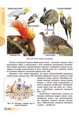 Папужок німфовийКакаду жовточубий
Кукабара сміховий
Страус ему
Райський птах Смітна курка
Мал. 90. Світ птахів Австралії
Тільки в Австралії живуть яйцекладні ссавці - качконіс і єхидна. Вони
відкладають яйця, а вилуплених з яєць немовлят вигодовують молоком.
Цих тварин вважають примітивними ссавцями. Справжніх ссавців на ма­
терику до появи переселенців не було. Зовсім мало тут і хижаків. Лише
на Тасманії зберігся сумчастий диявол (мал. 89).
Цікавим є світ птахів Австралії, що також представлений переважно
ендемічними видами (мал. 90). Яскраво забарвлені папуги і райські птахи
вражають своєю красою. Кукабара смі­
ховий здатний імітувати голоси різних
тварин, а смітні кури споруджують із
сміття справжні інкубатори. Австралій­
ський страус ему так само, як і кенгу­
ру, є офіційним символом Австралії
(мал. 91).
Європейські переселенці завезли на
материк свійських тварин. Деякі з них,
наприклад кролі, так розплодилися,
що завдають великої шкоди пасови-
Мал. 91. Кенгуру і страус ему на Щам> Небезпечним хижаком Австралії
гербі Австралії є динго - дикий пес.
 