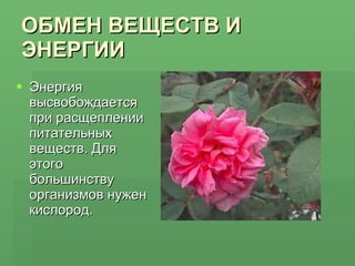 ОБМЕН ВЕЩЕСТВ И ЭНЕРГИИ Энергия высвобождается при расщеплении питательных веществ. Для этого большинству организмов нужен кислород. 