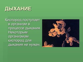 ДЫХАНИЕ Кислород поступает в организм в процессе дыхания. Некоторым организмам кислород для дыхания не нужен. 