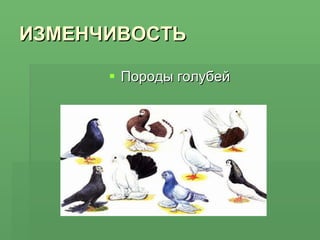 ИЗМЕНЧИВОСТЬ Породы голубей 