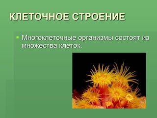 КЛЕТОЧНОЕ СТРОЕНИЕ Многоклеточные организмы состоят из множества клеток. 