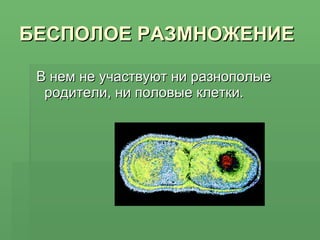 БЕСПОЛОЕ РАЗМНОЖЕНИЕ В нем не участвуют ни разнополые родители, ни половые клетки. 
