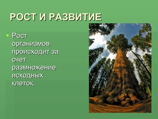 РОСТ И РАЗВИТИЕ Рост организмов происходит за счет размножение исходных клеток. 