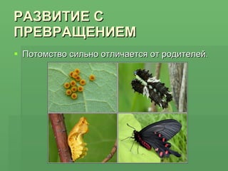 РАЗВИТИЕ С ПРЕВРАЩЕНИЕМ Потомство сильно отличается от родителей . 