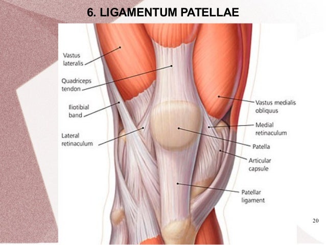 Lig patellae sale