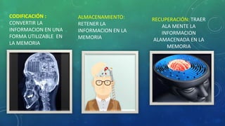 CODIFICACIÓN :
CONVERTIR LA
INFORMACION EN UNA
FORMA UTILIZABLE EN
LA MEMORIA
ALMACENAMIENTO:
RETENER LA
INFORMACION EN LA
MEMORIA
RECUPERACIÓN: TRAER
ALA MENTE LA
INFORMACION
ALAMACENADA EN LA
MEMORIA
 