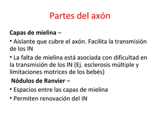 Partes del axón 
Capas de mielina – 
• Aislante que cubre el axón. Facilita la transmisión 
de los IN 
• La falta de mielina está asociada con dificultad en 
la transmisión de los IN (Ej. esclerosis múltiple y 
limitaciones motrices de los bebés) 
Nódulos de Ranvier – 
• Espacios entre las capas de mielina 
• Permiten renovación del IN 
 
