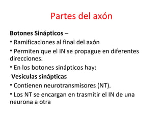 Partes del axón 
Botones Sinápticos – 
• Ramificaciones al final del axón 
• Permiten que el IN se propague en diferentes 
direcciones. 
• En los botones sinápticos hay: 
Vesículas sinápticas 
• Contienen neurotransmisores (NT). 
• Los NT se encargan en trasmitir el IN de una 
neurona a otra 
 
