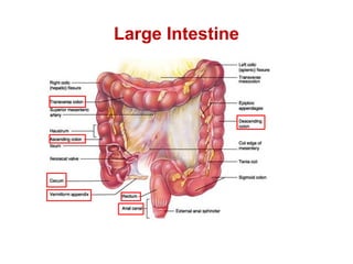 What Is Rst Colon Large Intestine & Colon: Function, Anatomy & Location | PPTX
