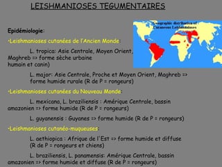 LEISHMANIOSES TEGUMENTAIRES


Epidémiologie:
•Leishmanioses cutanées de l’Ancien Monde:
        L. tropica: Asie Centrale, Moyen Orient,
Maghreb => forme sèche urbaine                               (R de P
humain et canin)
        L. major: Asie Centrale, Proche et Moyen Orient, Maghreb =>
        forme humide rurale (R de P = rongeurs)
•Leishmanioses cutanées du Nouveau Monde:
        L. mexicana, L. braziliensis : Amérique Centrale, bassin
amazonien => forme humide (R de P = rongeurs)
        L. guyanensis : Guyanes => forme humide (R de P = rongeurs)
•Leishmanioses cutanéo-muqueuses:
        L. aethiopica : Afrique de l'Est => forme humide et diffuse
        (R de P = rongeurs et chiens)
        L. braziliensis, L. panamensis: Amérique Centrale, bassin
amazonien => forme humide et diffuse (R de P = rongeurs)
 