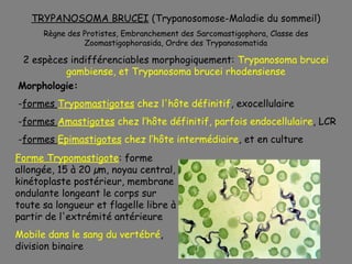 TRYPANOSOMA BRUCEI (Trypanosomose-Maladie du sommeil)
      Règne des Protistes, Embranchement des Sarcomastigophora, Classe des
                Zoomastigophorasida, Ordre des Trypanosomatida

 2 espèces indifférenciables morphogiquement: Trypanosoma brucei
          gambiense, et Trypanosoma brucei rhodensiense
Morphologie:
-formes Trypomastigotes chez l'hôte définitif, exocellulaire
-formes Amastigotes chez l’hôte définitif, parfois endocellulaire, LCR
-formes Epimastigotes chez l’hôte intermédiaire, et en culture
Forme Trypomastigote: forme
allongée, 15 à 20 µm, noyau central,
kinétoplaste postérieur, membrane
ondulante longeant le corps sur
toute sa longueur et flagelle libre à
partir de l'extrémité antérieure
Mobile dans le sang du vertébré,
division binaire
 